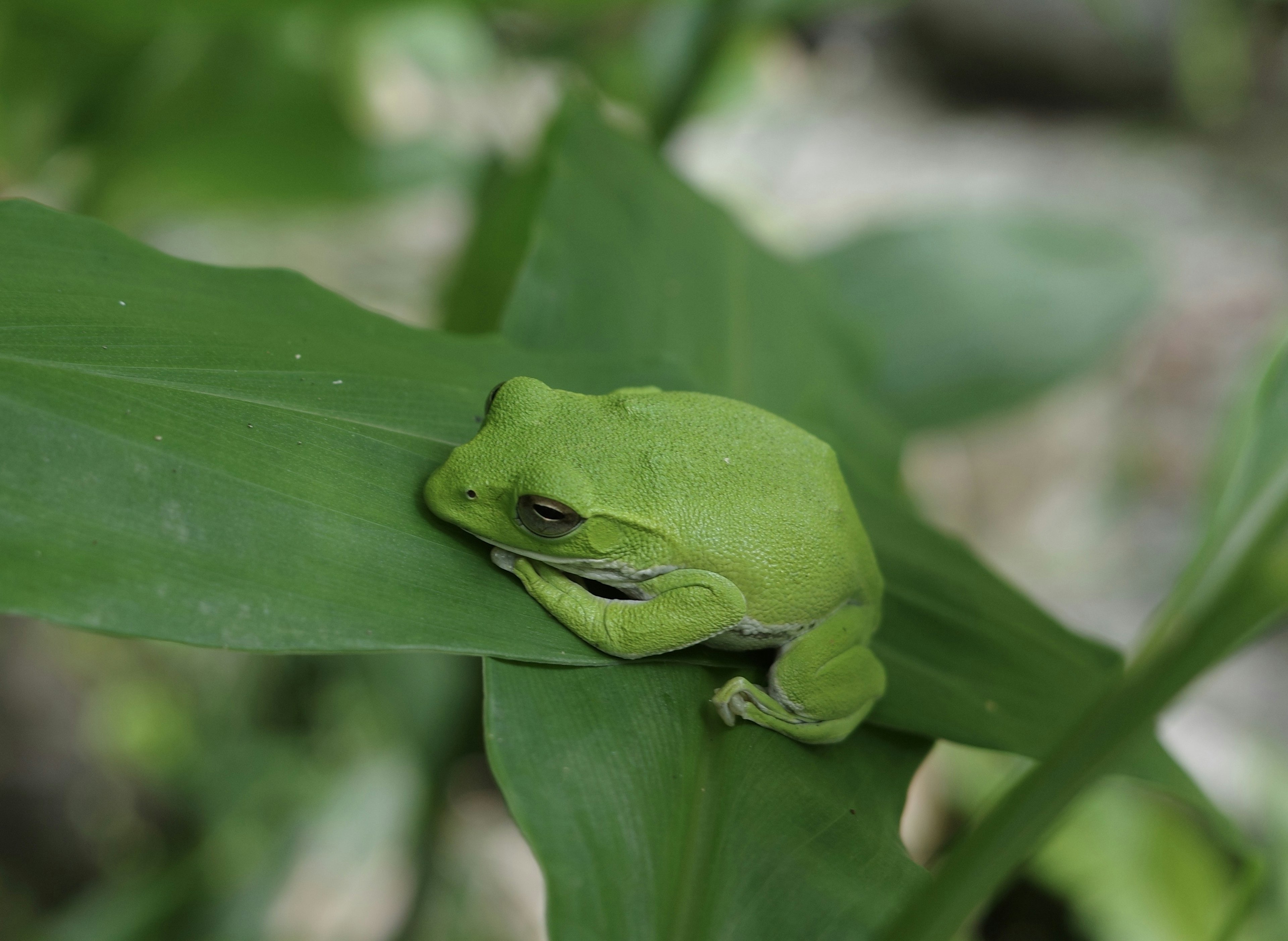 Ein grüner Frosch, der auf einem Blatt ruht