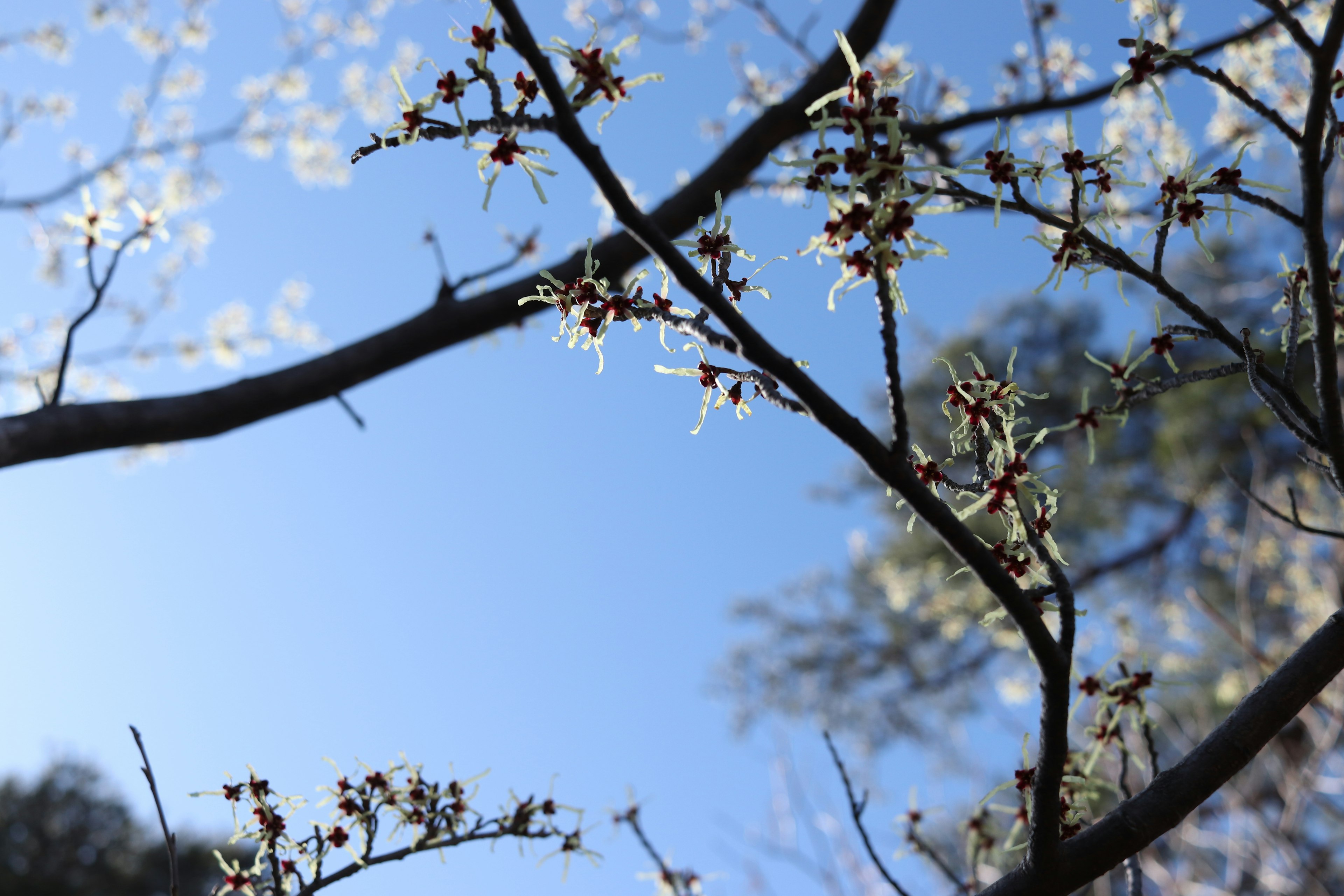 Branches with blooming flowers against a blue sky