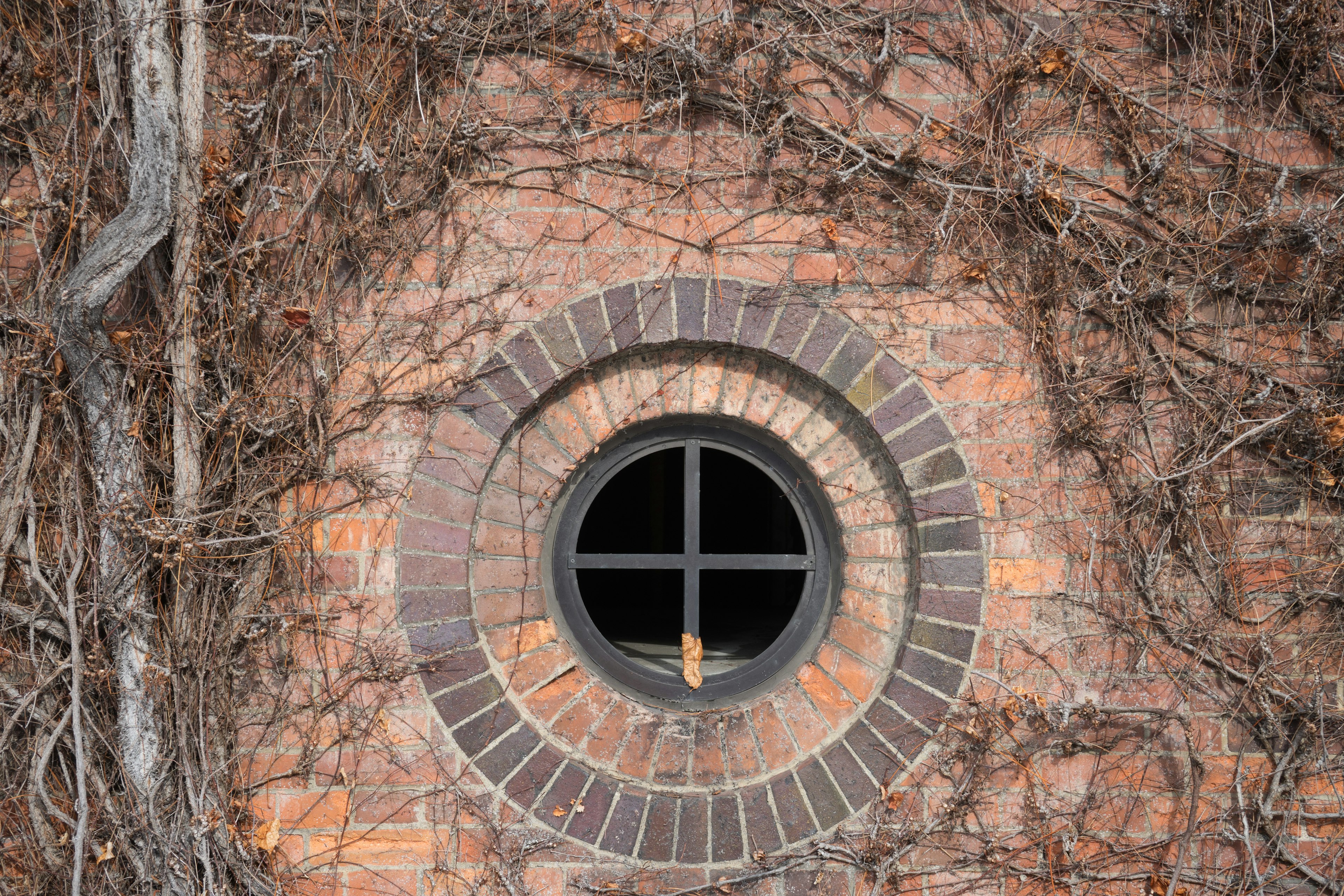 Round window framed by ivy on a brick wall