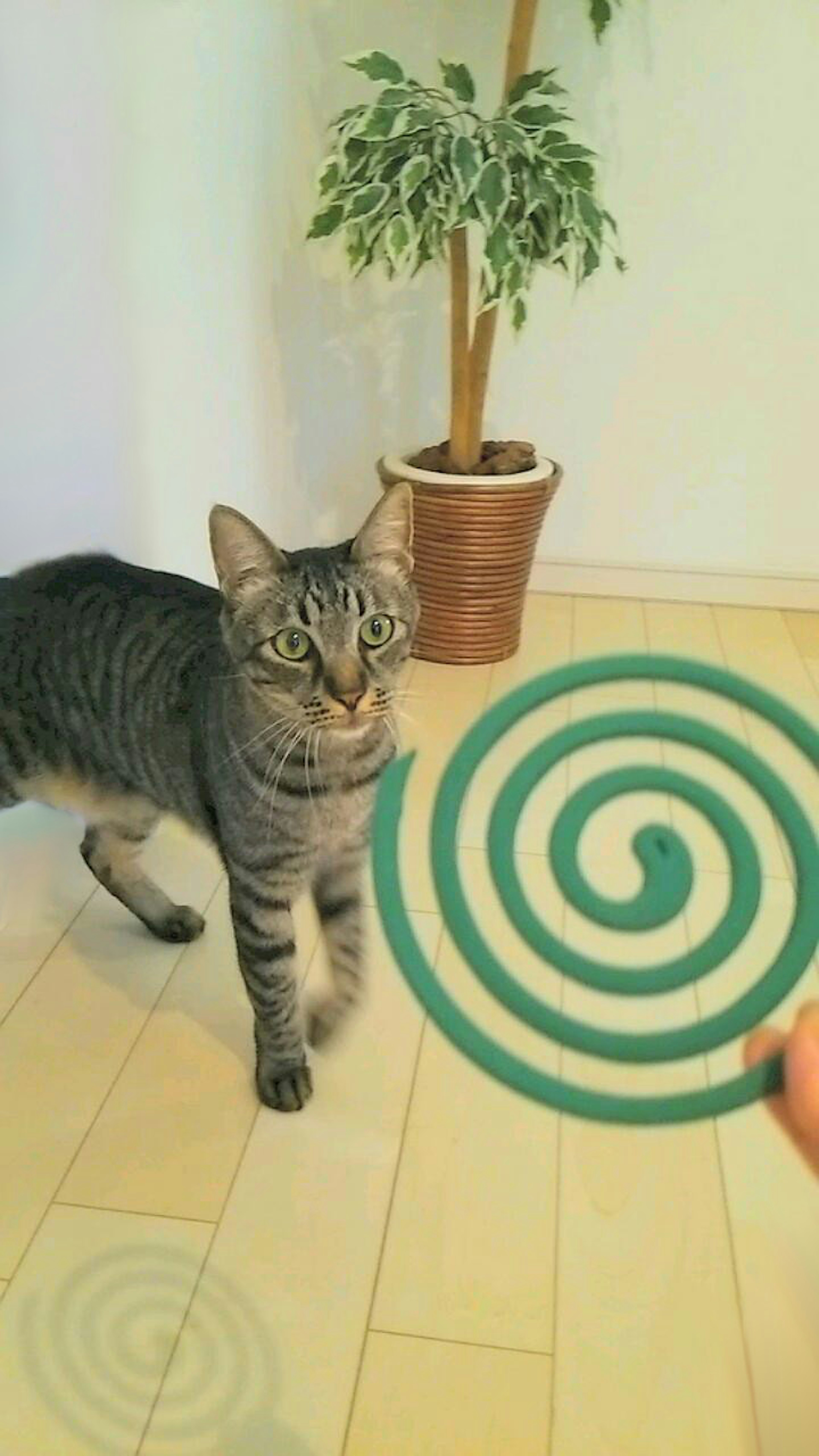 Eine Katze, die ein grünes Spiralobjekt in einem Innenraum anstarrt