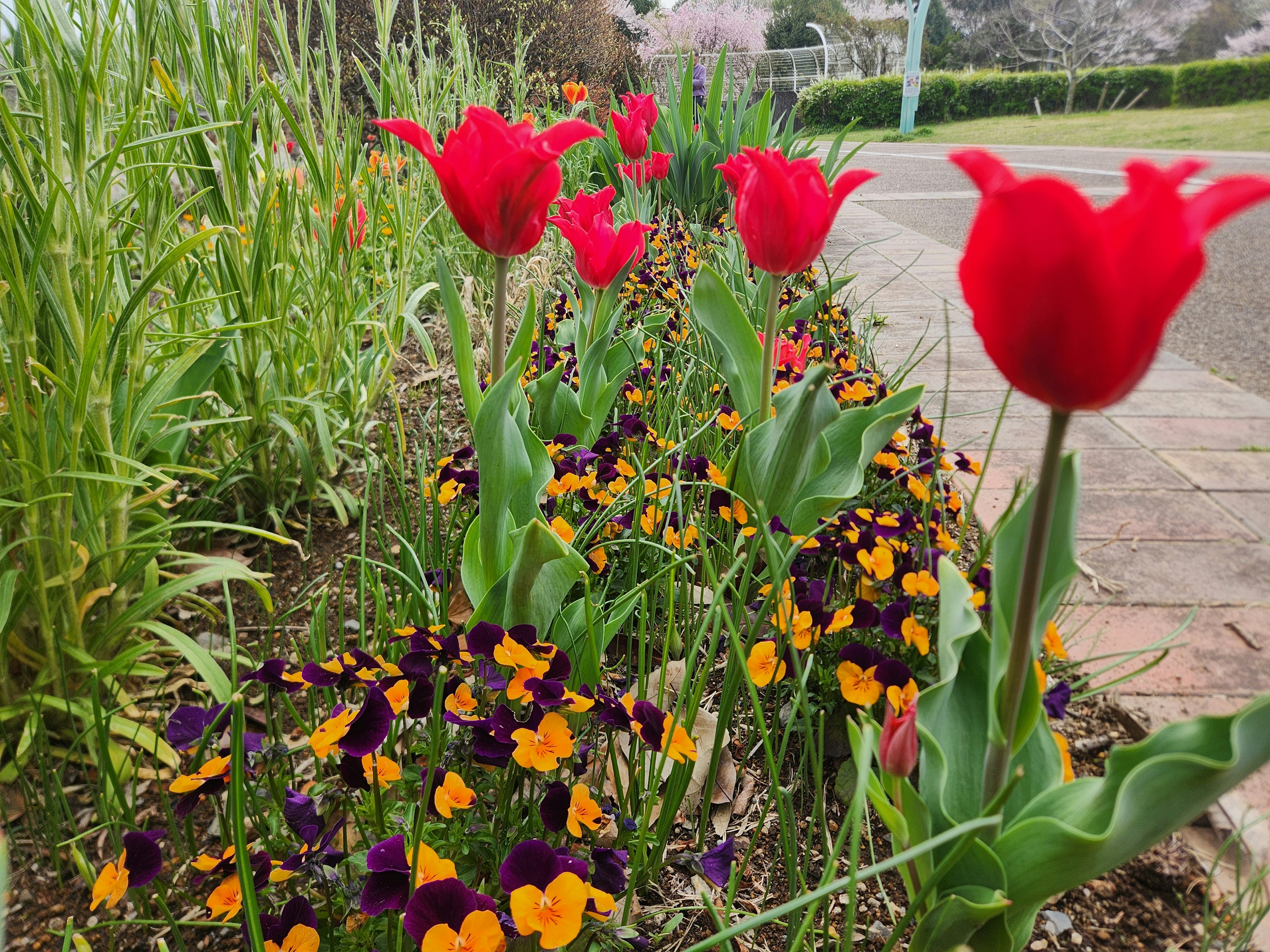 Pemandangan taman dengan tulip merah dan pansy ungu yang mekar