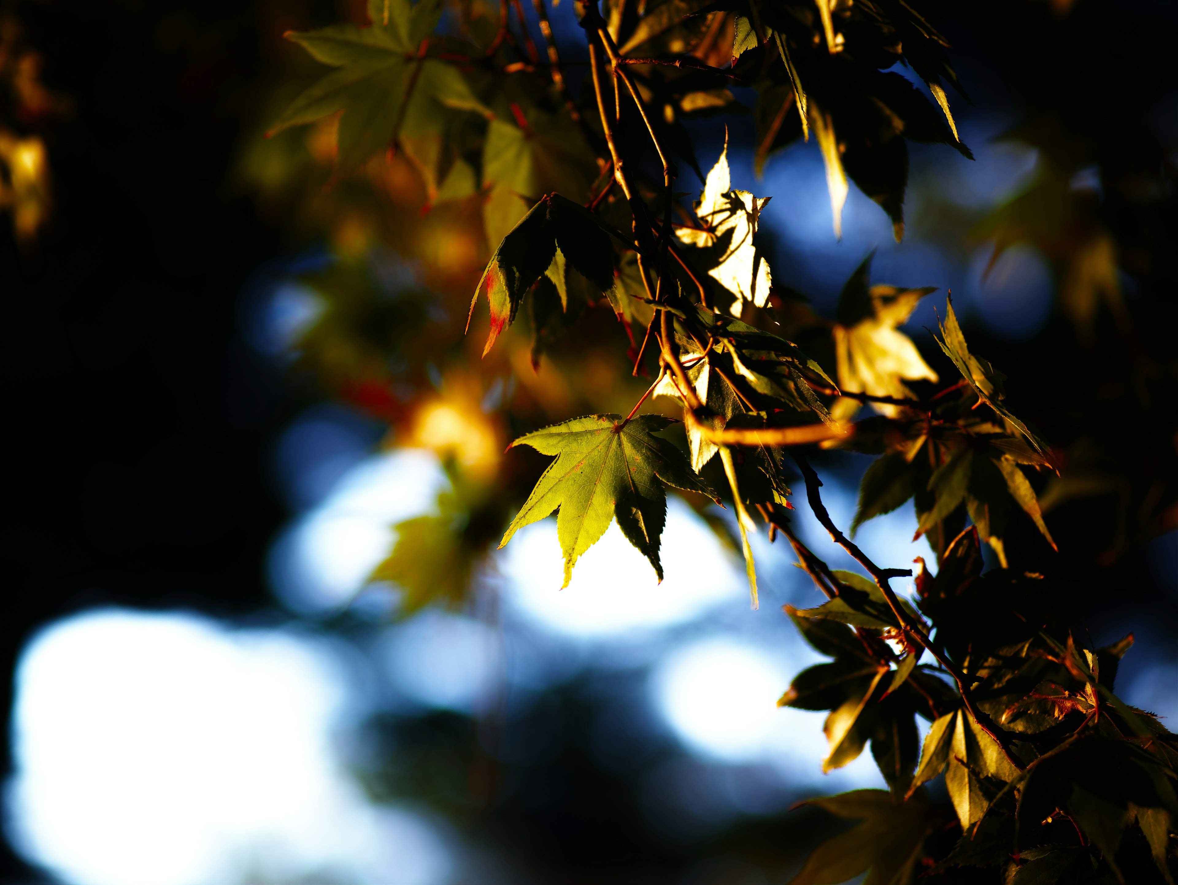 Feuilles d'automne illuminées par la lumière du soleil