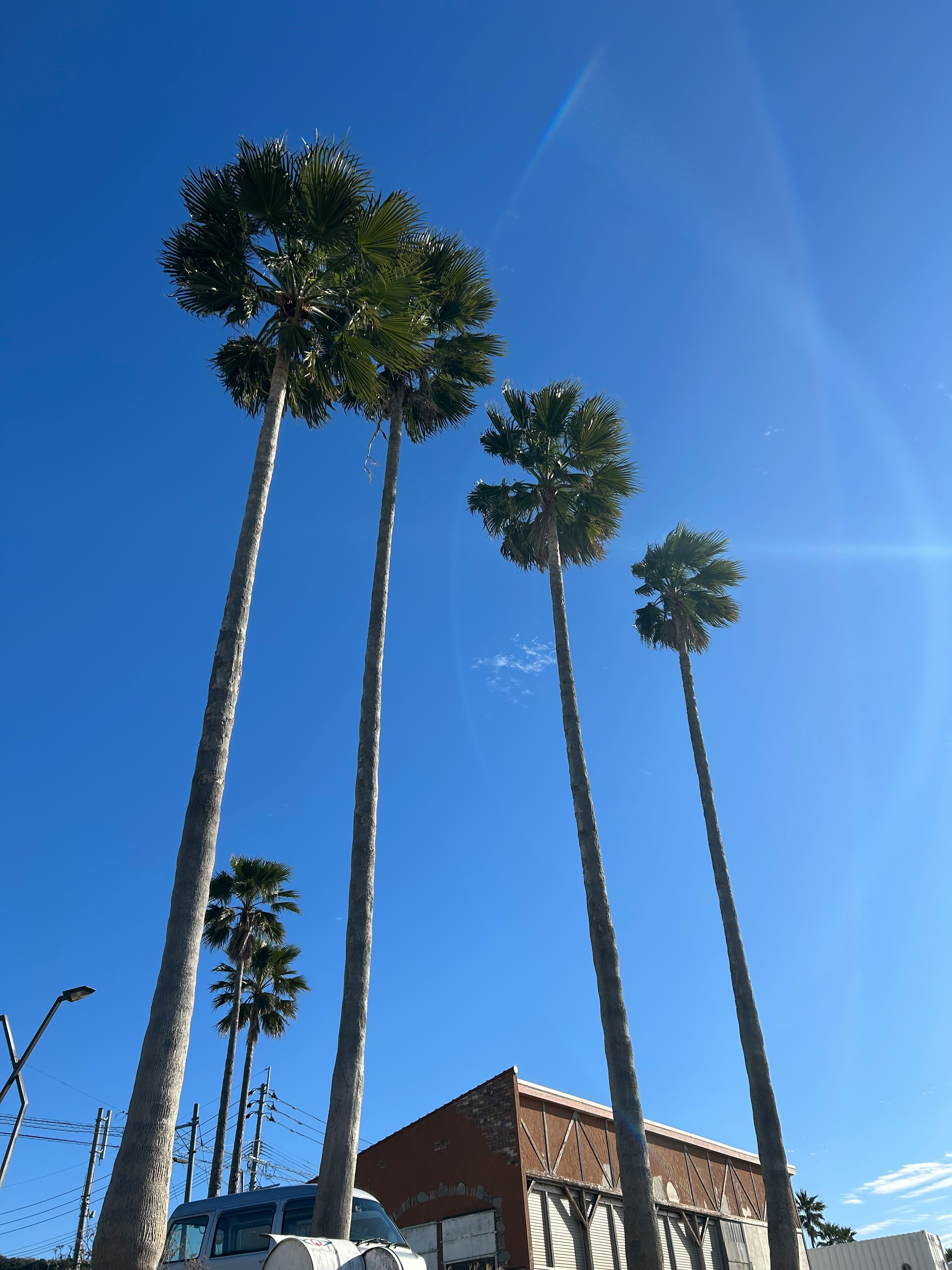 青空の下に高くそびえるヤシの木と建物