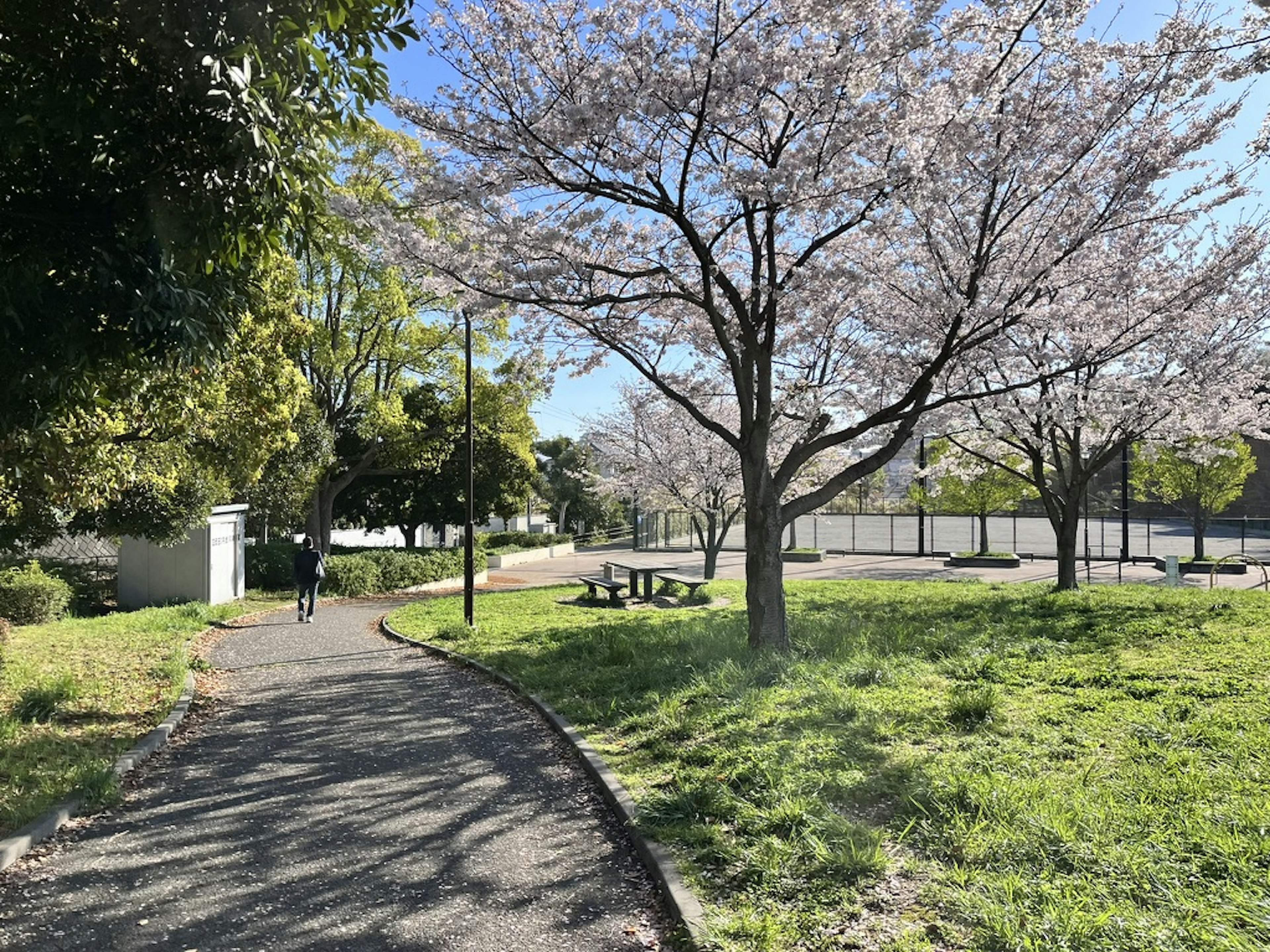 Sentier dans un parc avec des cerisiers en fleurs et de l'herbe verte