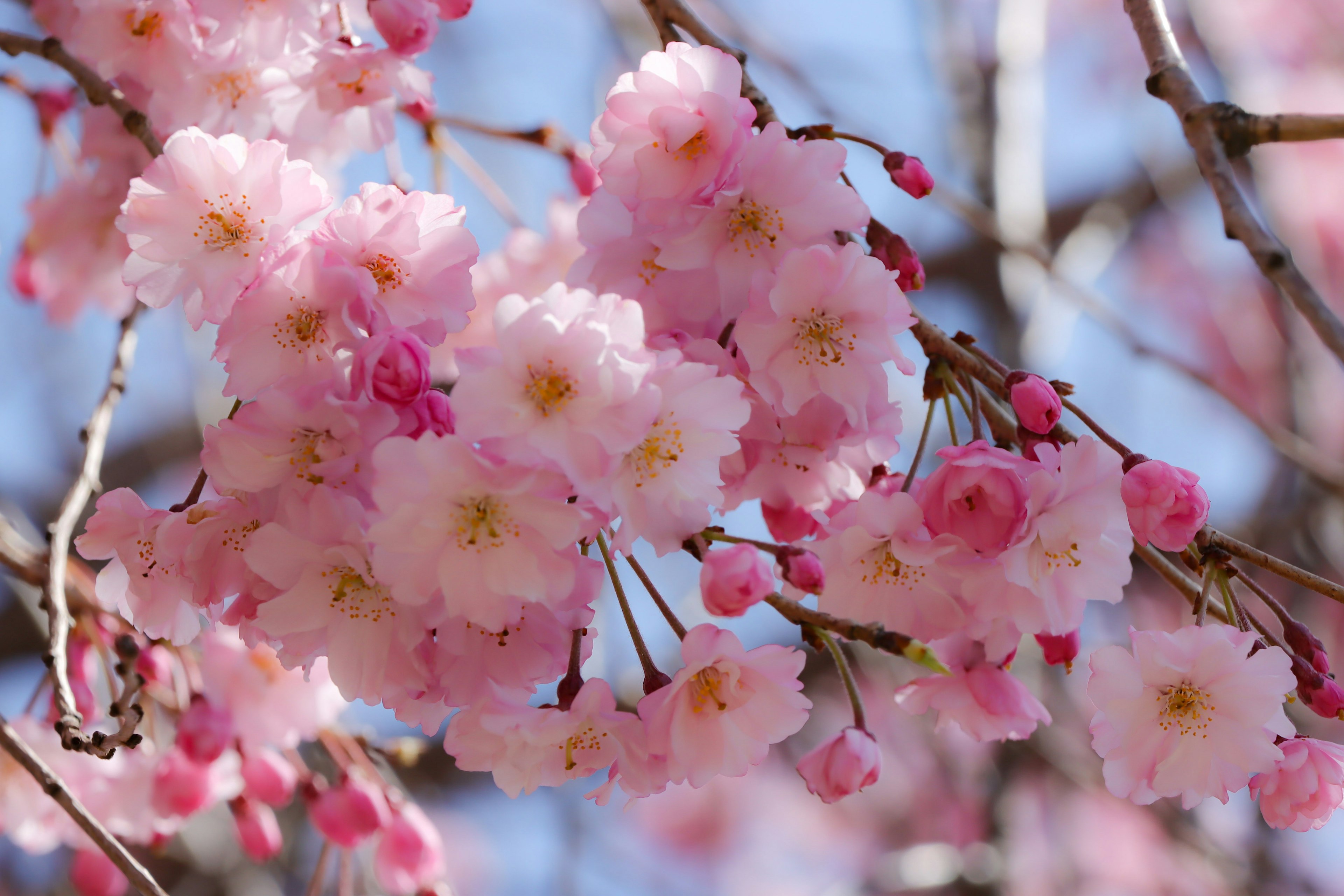 Acercamiento a flores de cerezo en ramas