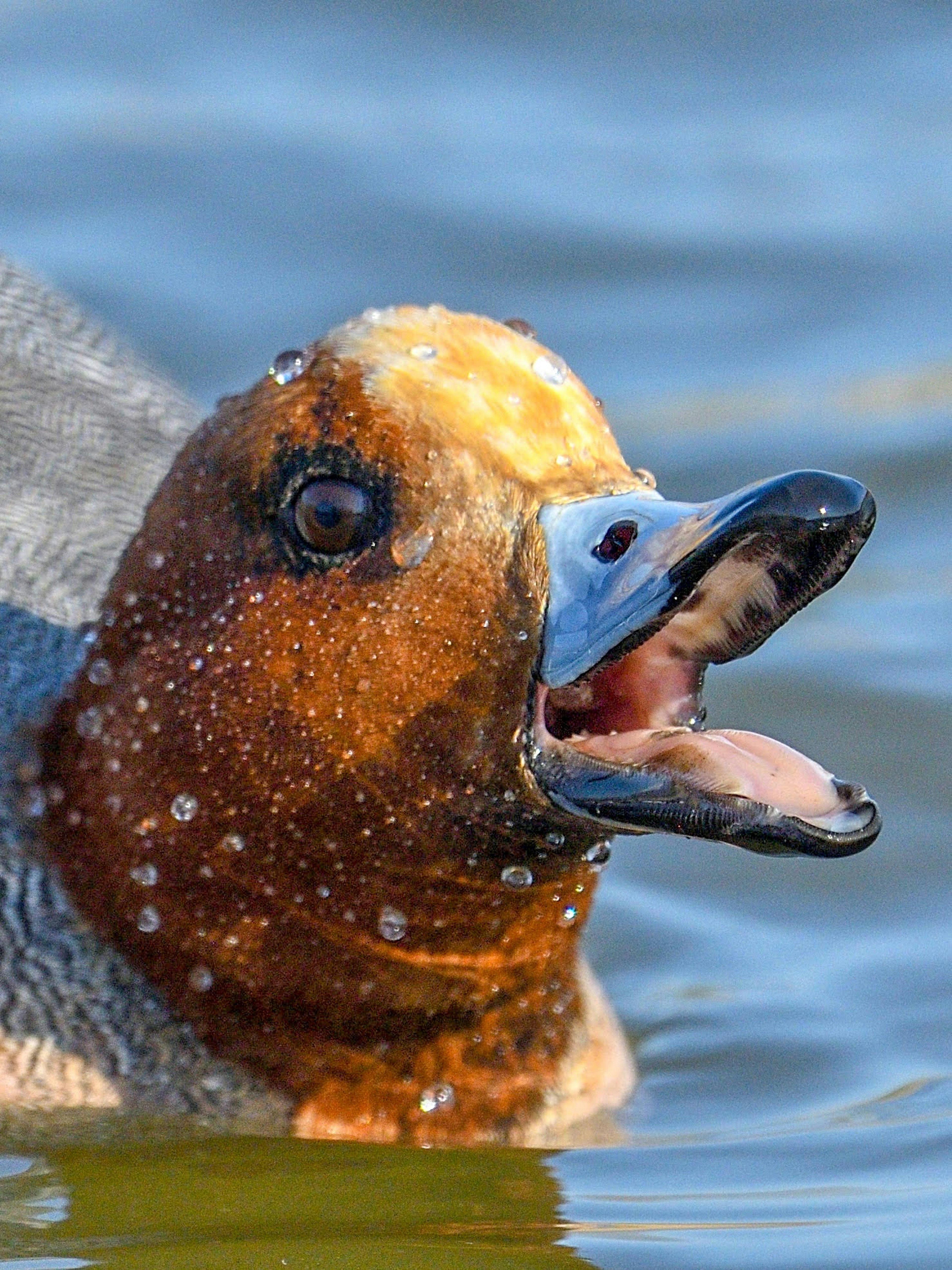 Close-up of a duck's face floating on water featuring vibrant orange head and blue bill