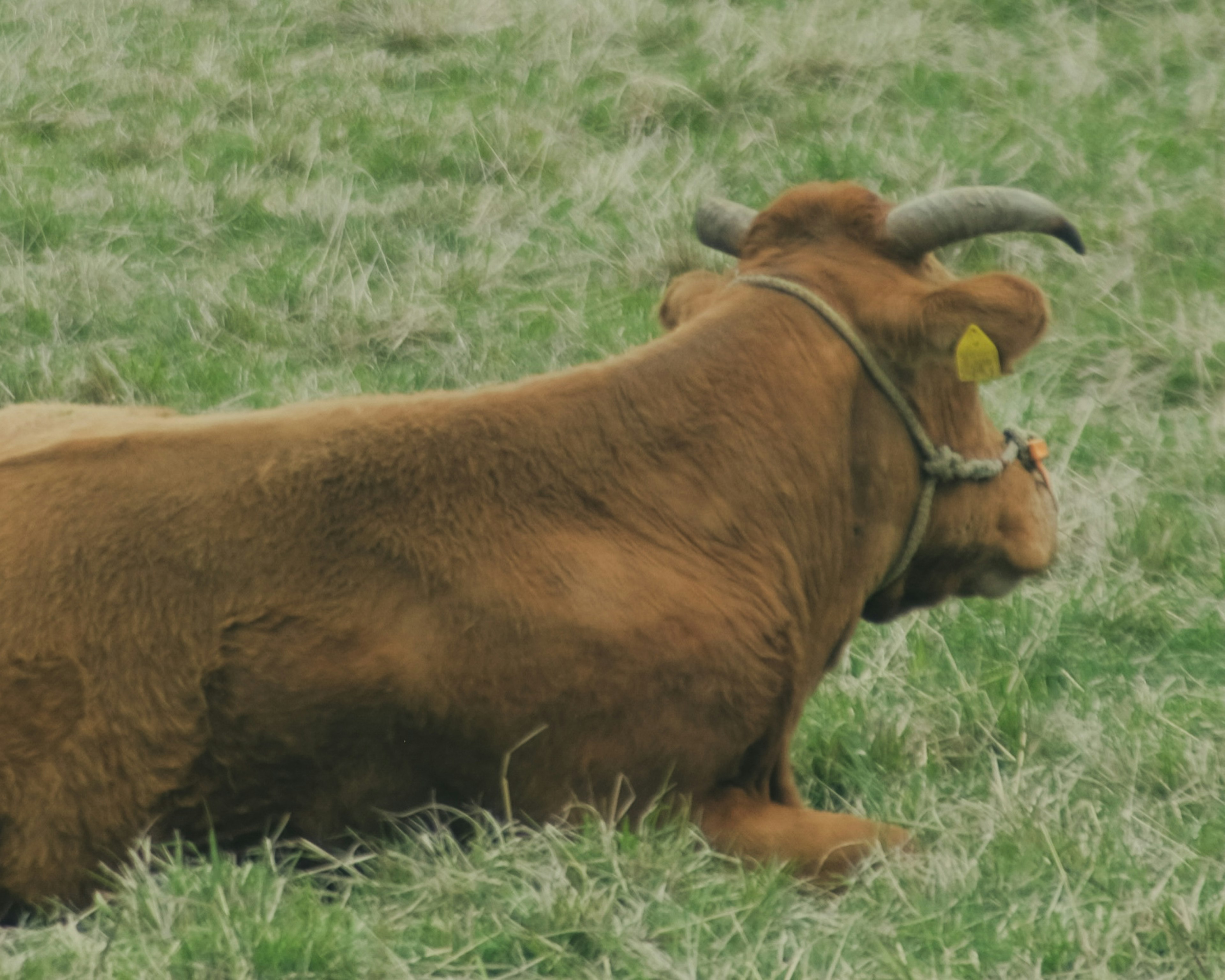 Vista laterale di una mucca marrone sdraiata sull'erba