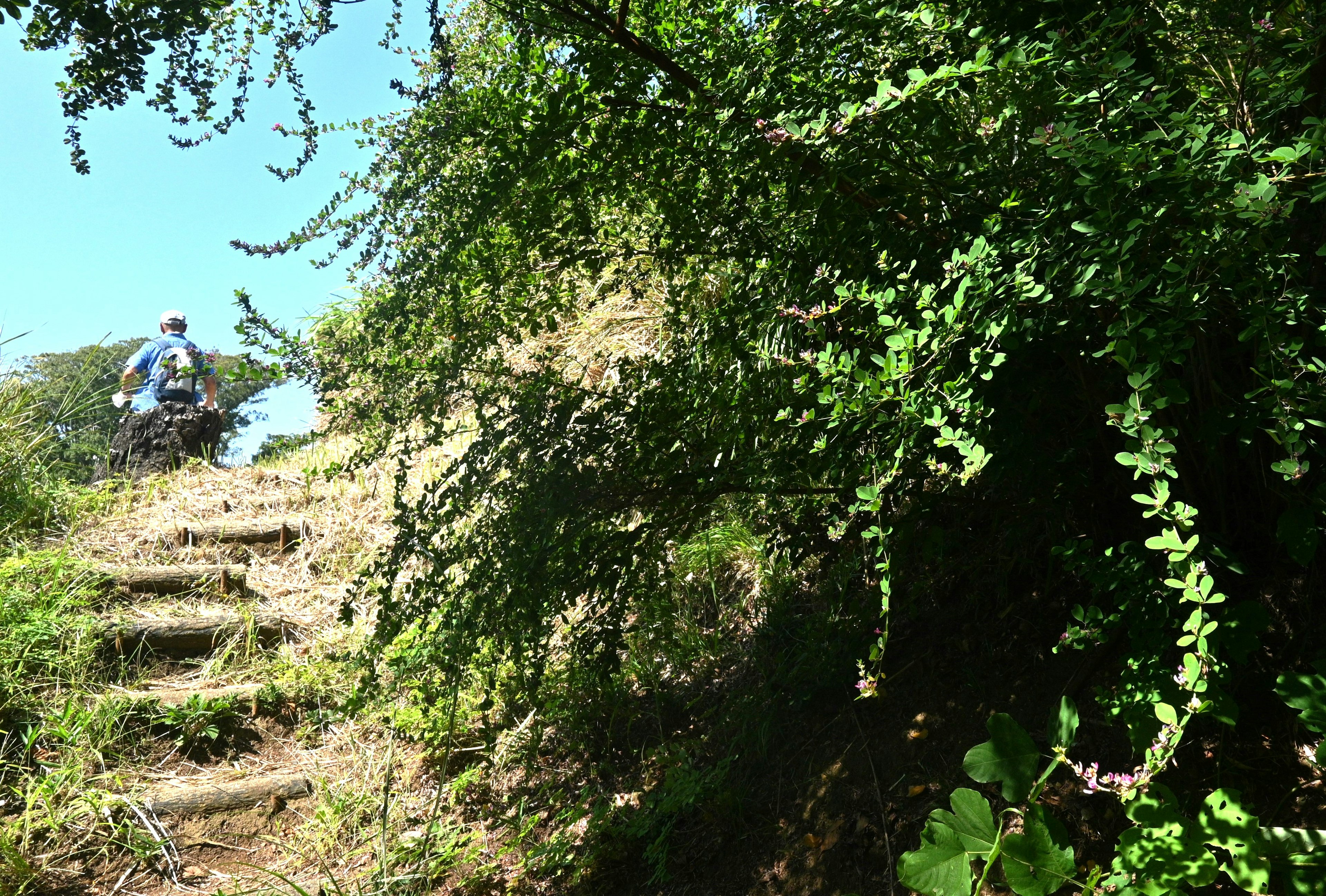 Person climbing a staircase surrounded by lush greenery