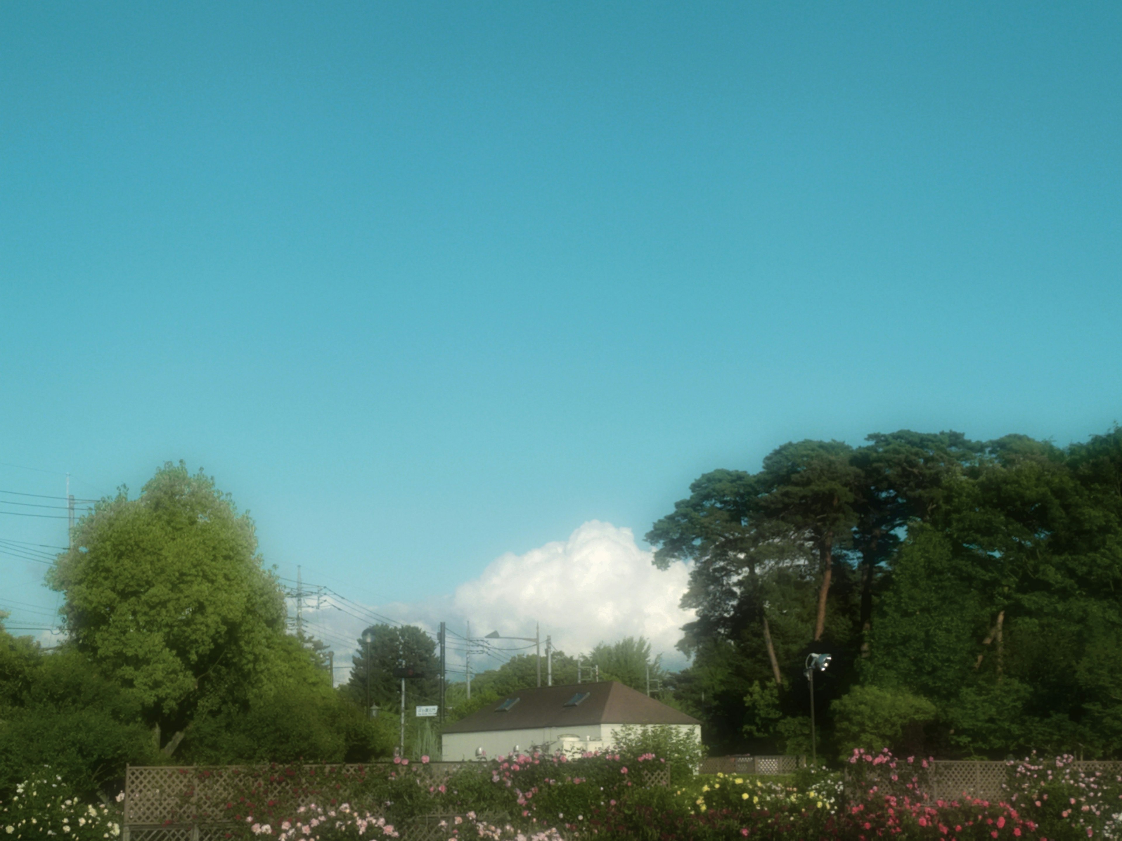 青い空と白い雲が見える風景に、緑の木々と色とりどりの花が咲いている