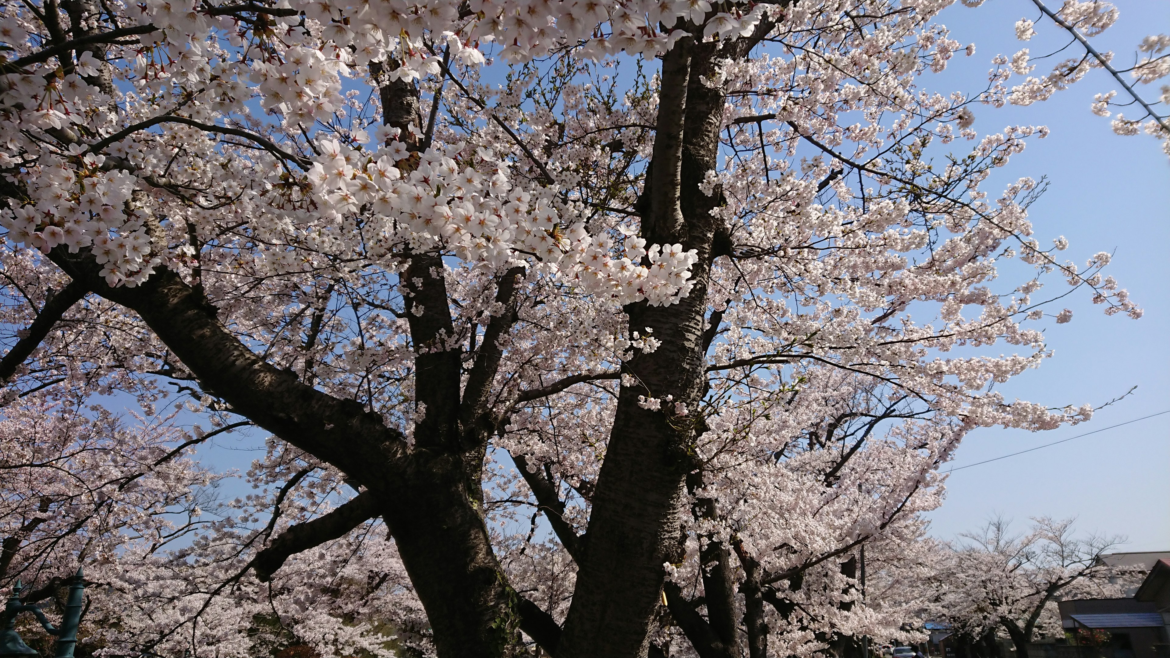 Cherry blossom tree in full bloom against a clear blue sky