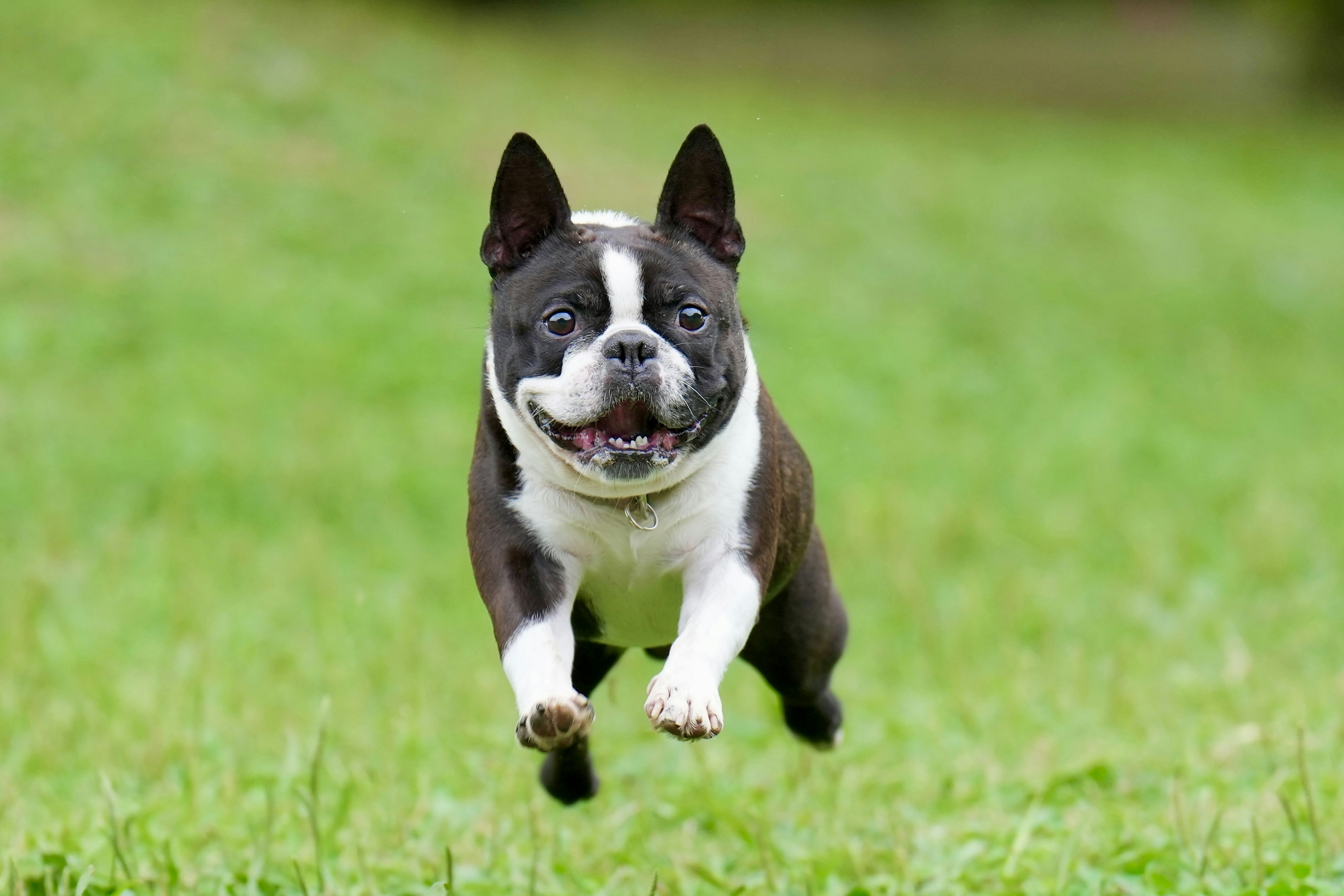 A Boston Terrier dog running joyfully on green grass