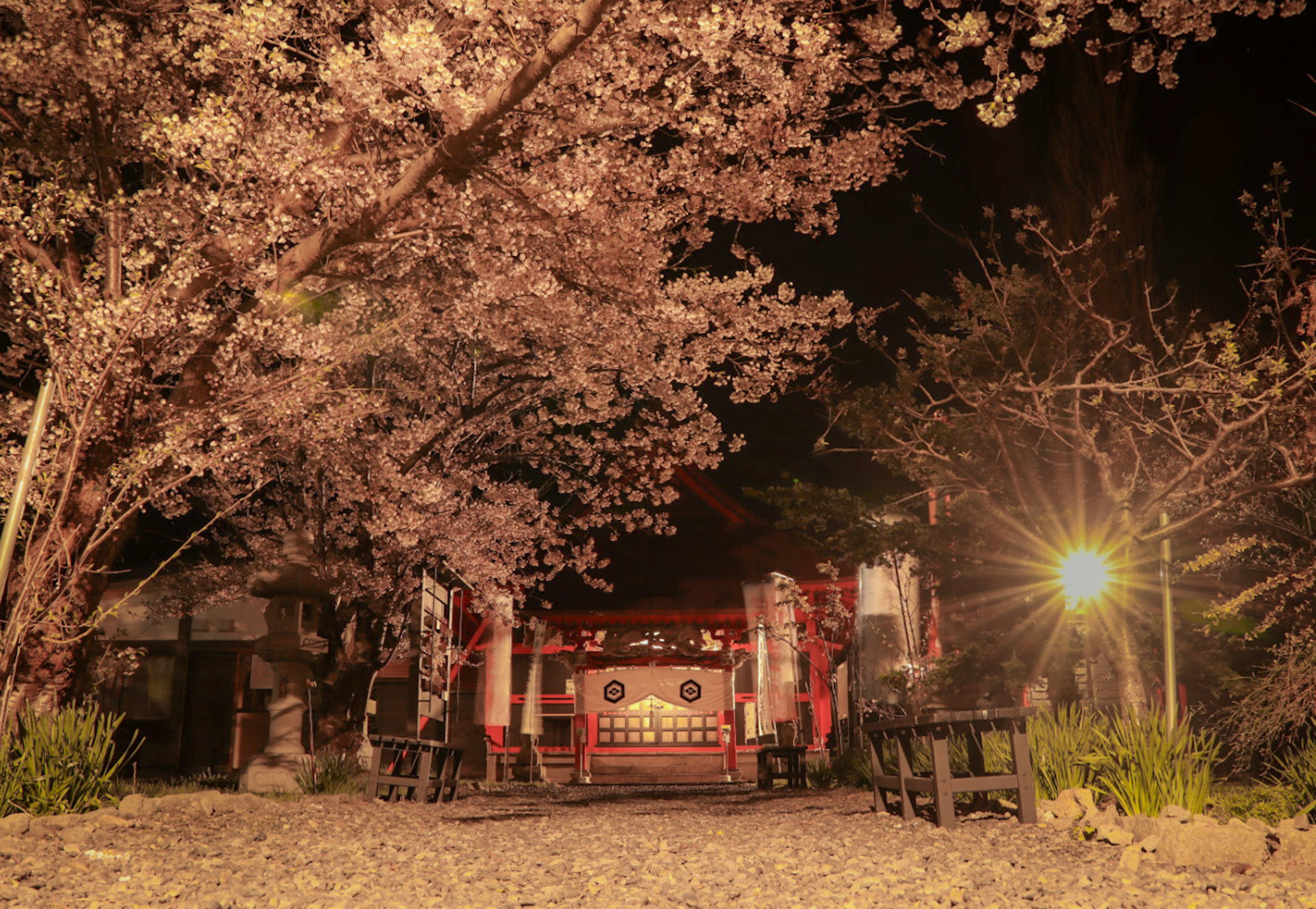 夜晚樱花环绕的神社入口，灯光闪烁