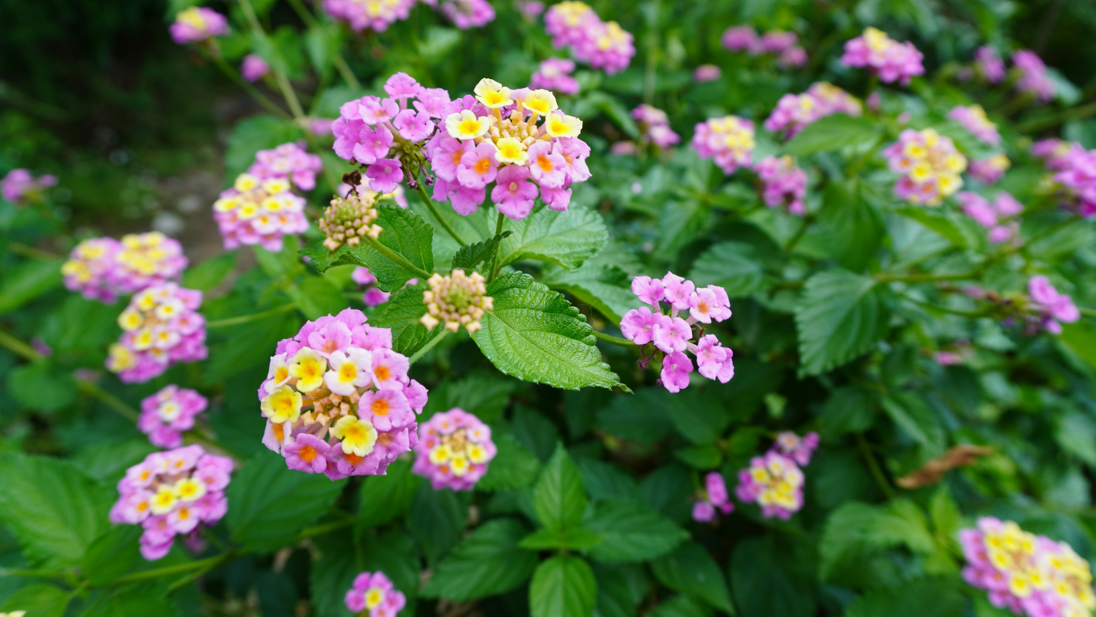 鮮やかなピンクと黄色の花々が咲いている緑の葉に囲まれた風景