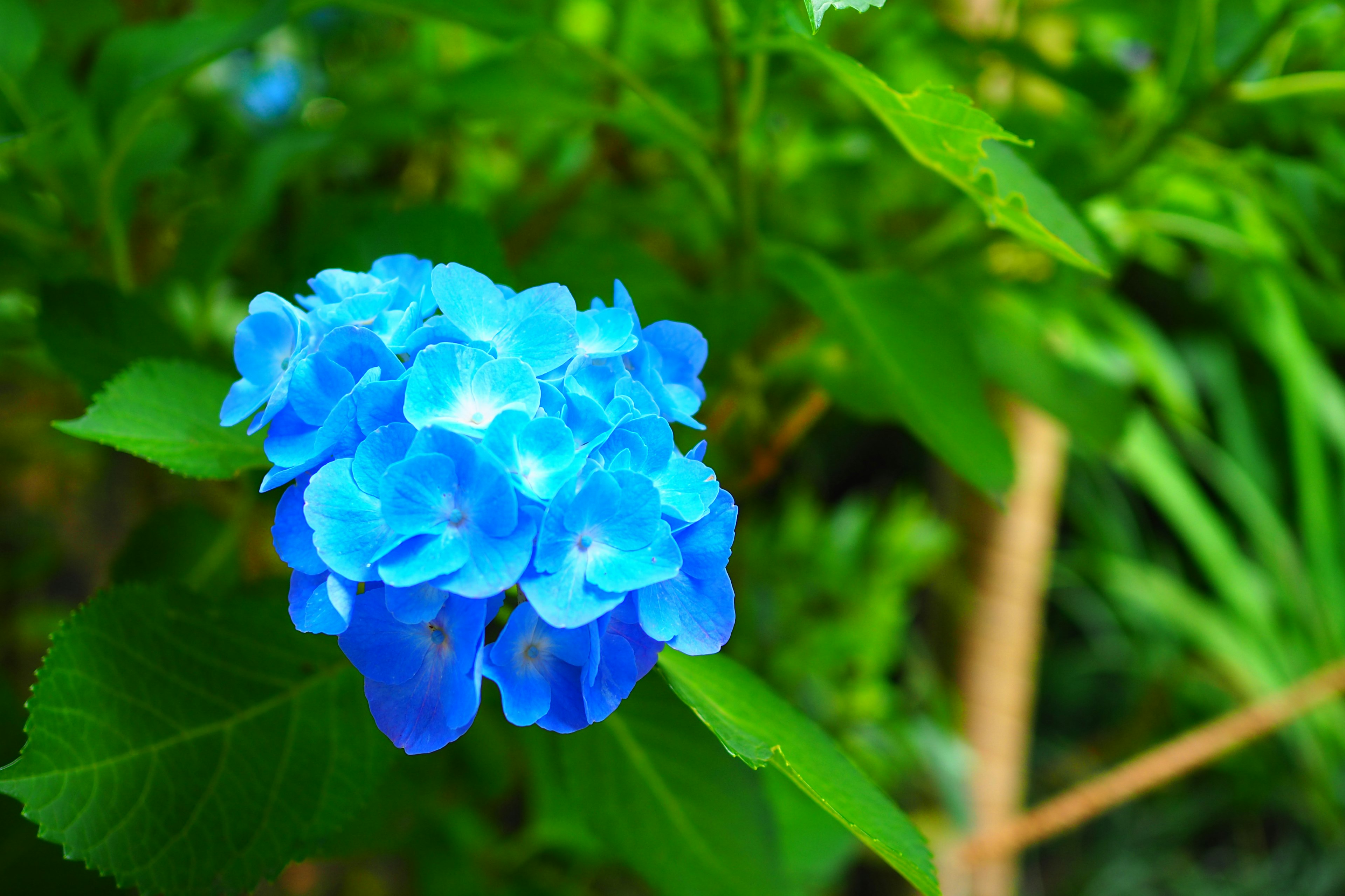 Blaue Hortensienblüte mit grünen Blättern