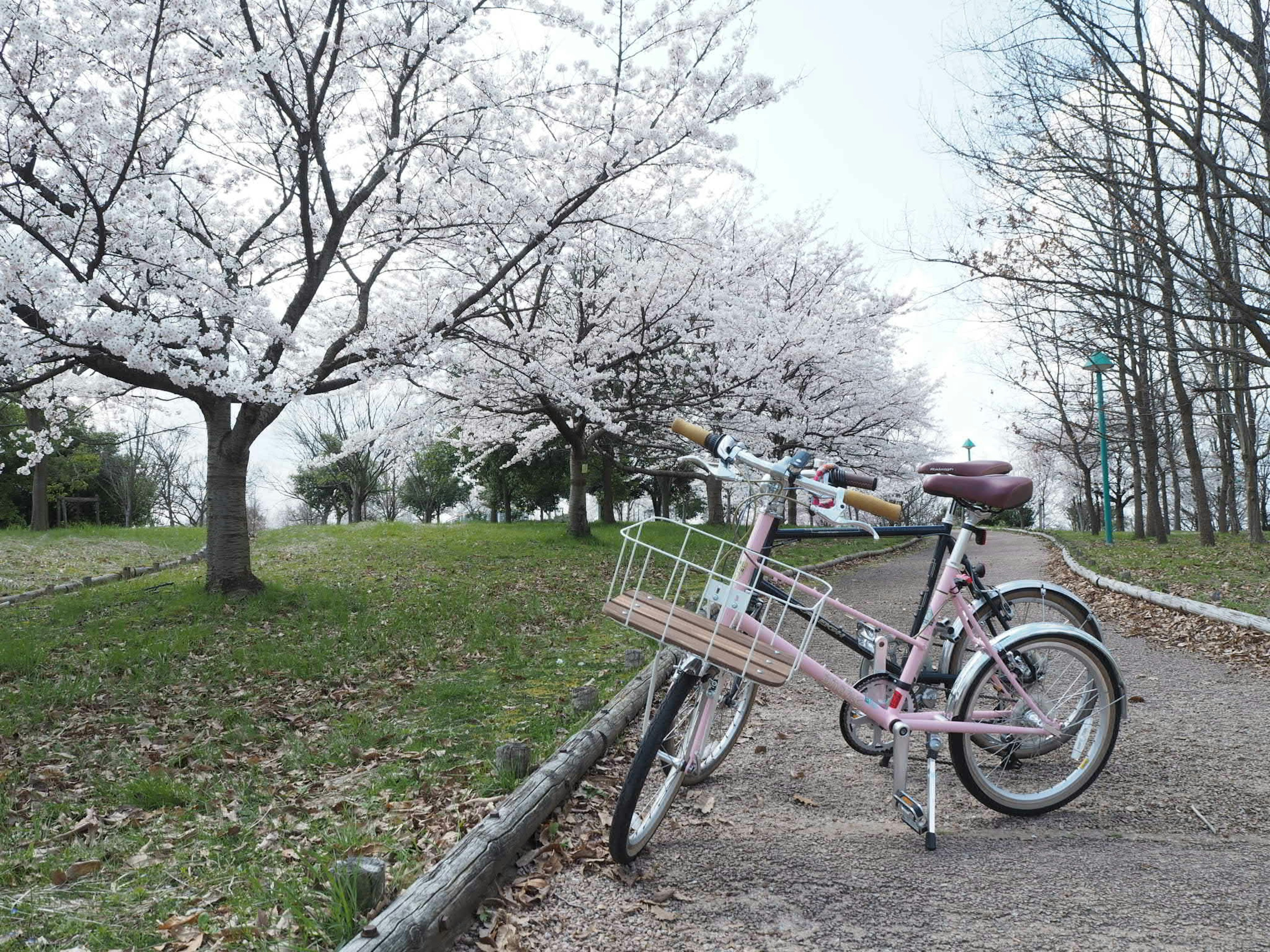 Sepeda merah muda diparkir dekat pohon sakura