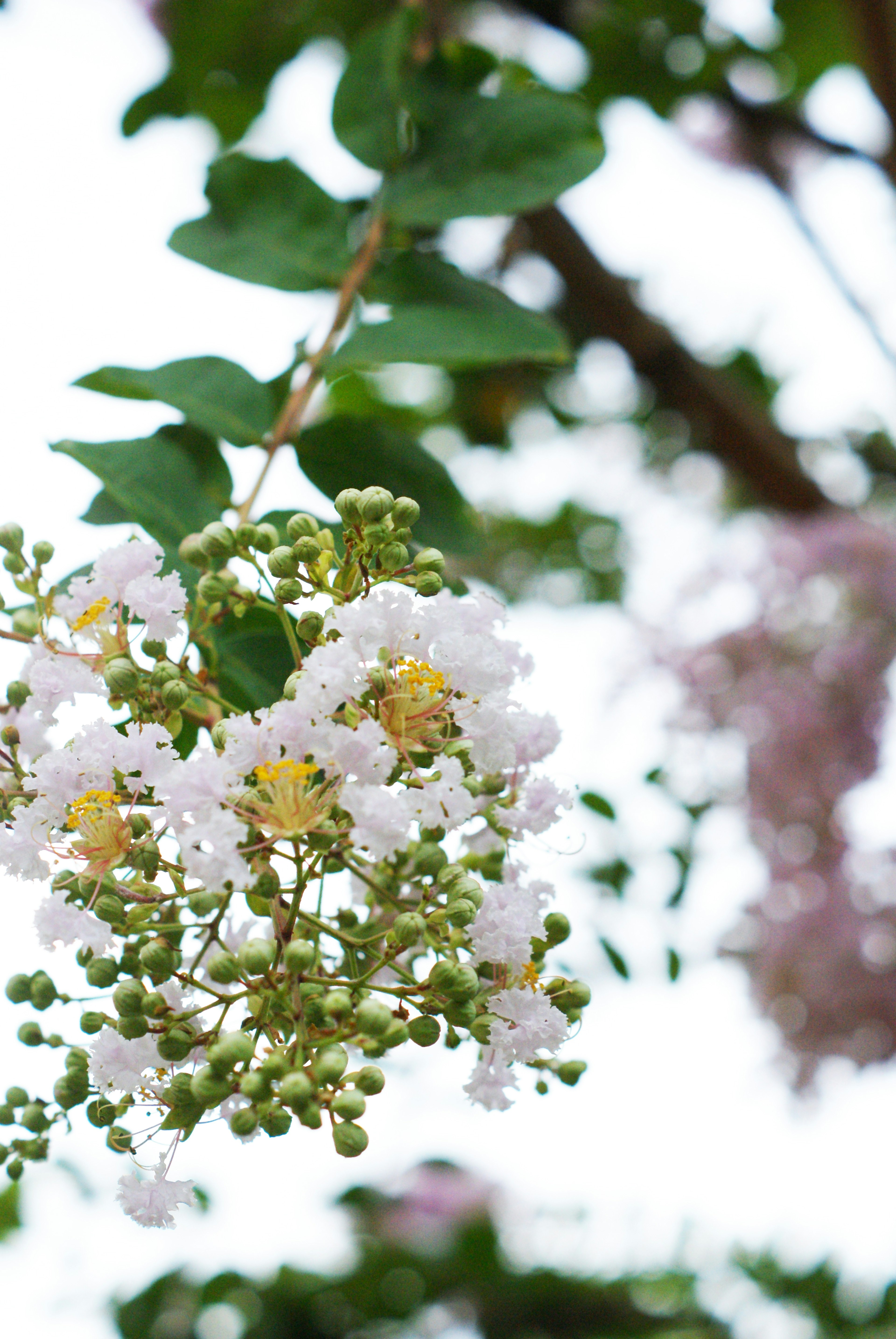 Close-up of a branch with white flowers and green leaves