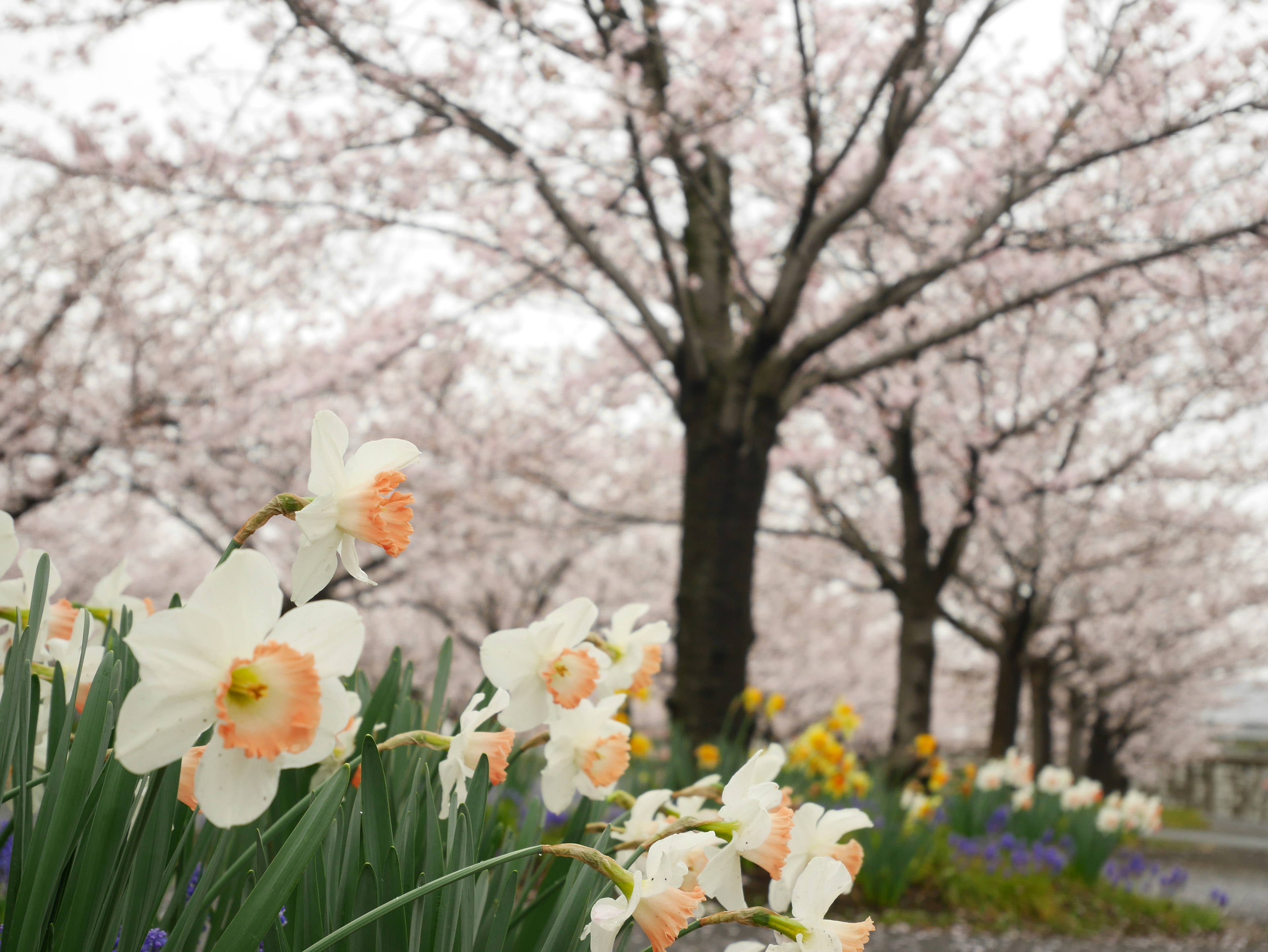 Paesaggio primaverile con ciliegi in fiore e narcisi bianchi