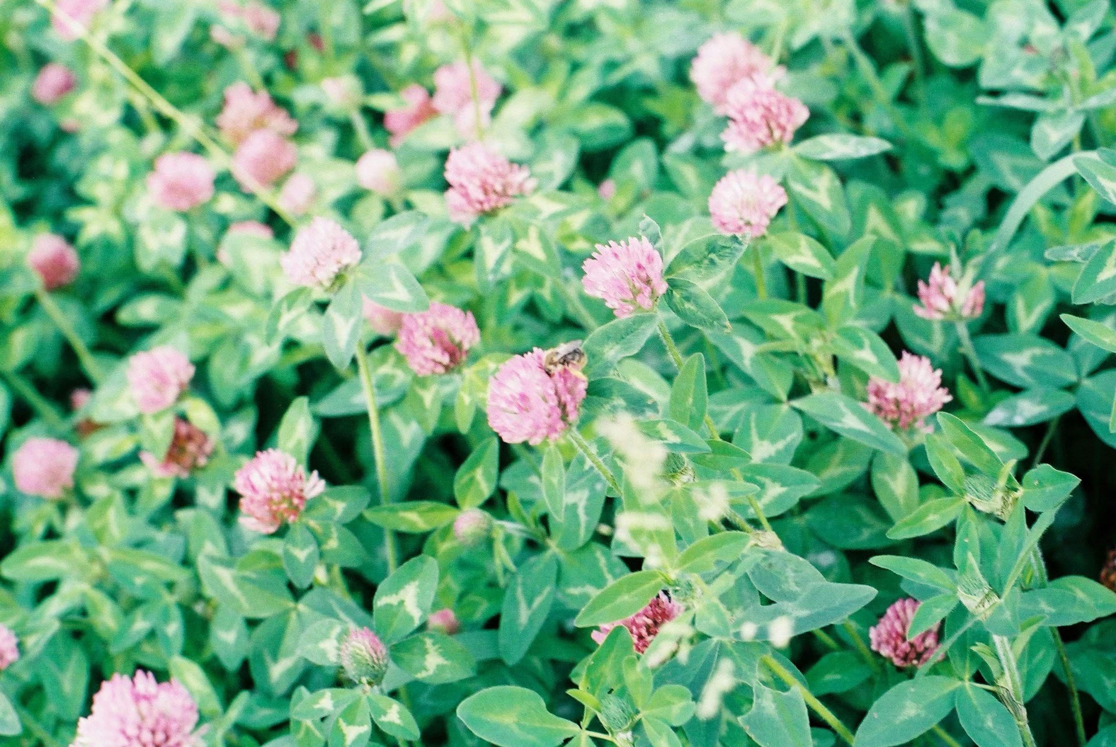 緑の葉に囲まれたピンクのクローバーの花