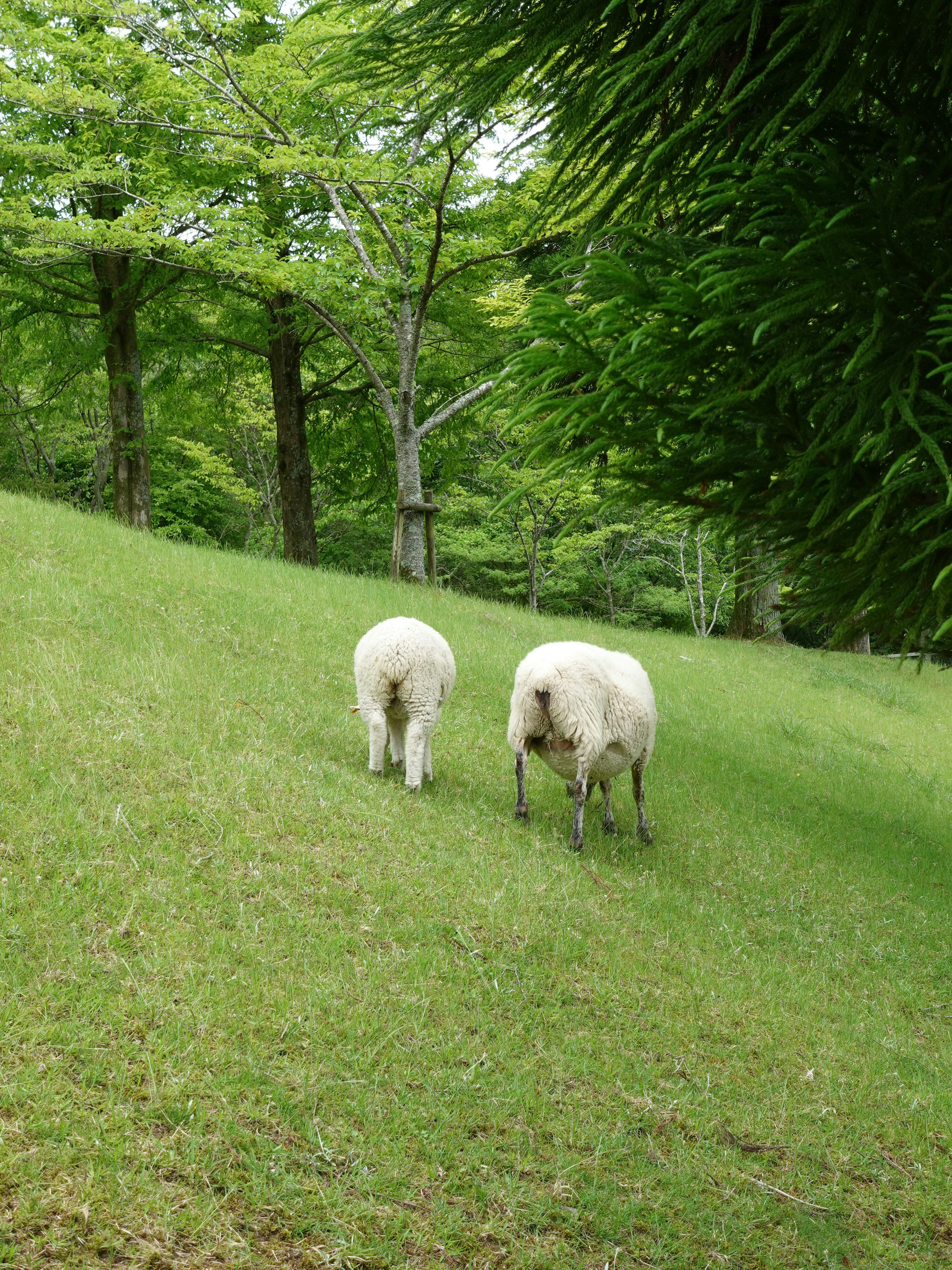 Zwei Schafe grasen auf einem grasbewachsenen Hang