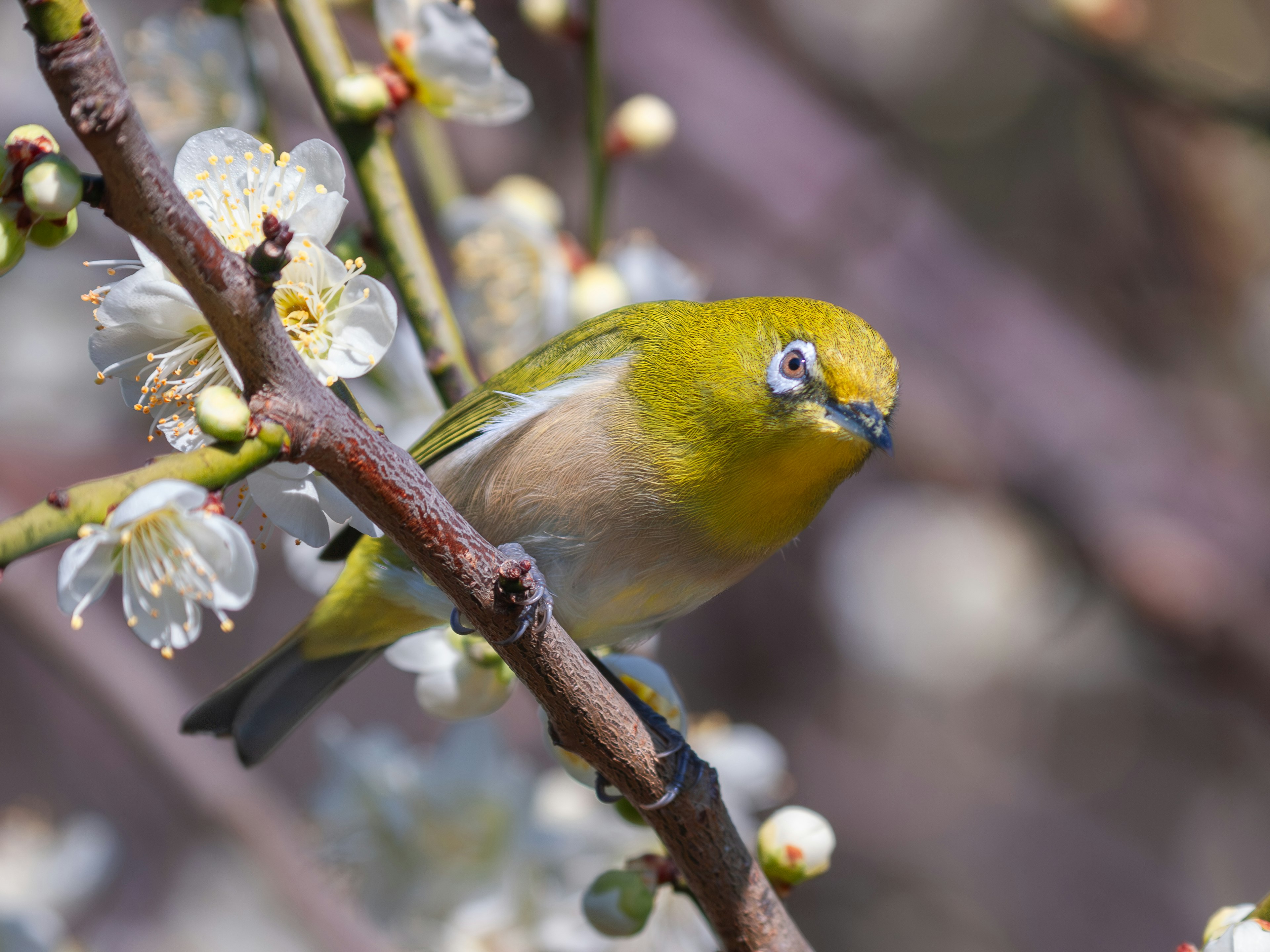 Kleiner grüner Vogel auf blühenden Blumen sitzend