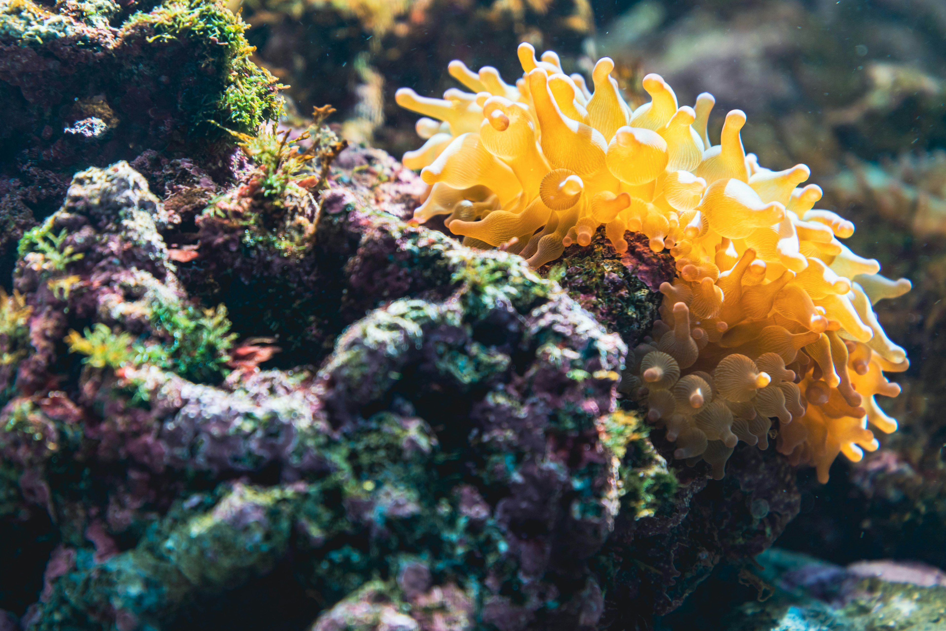 Pemandangan bawah laut yang cerah menampilkan terumbu karang berwarna-warni dengan organisme laut kuning