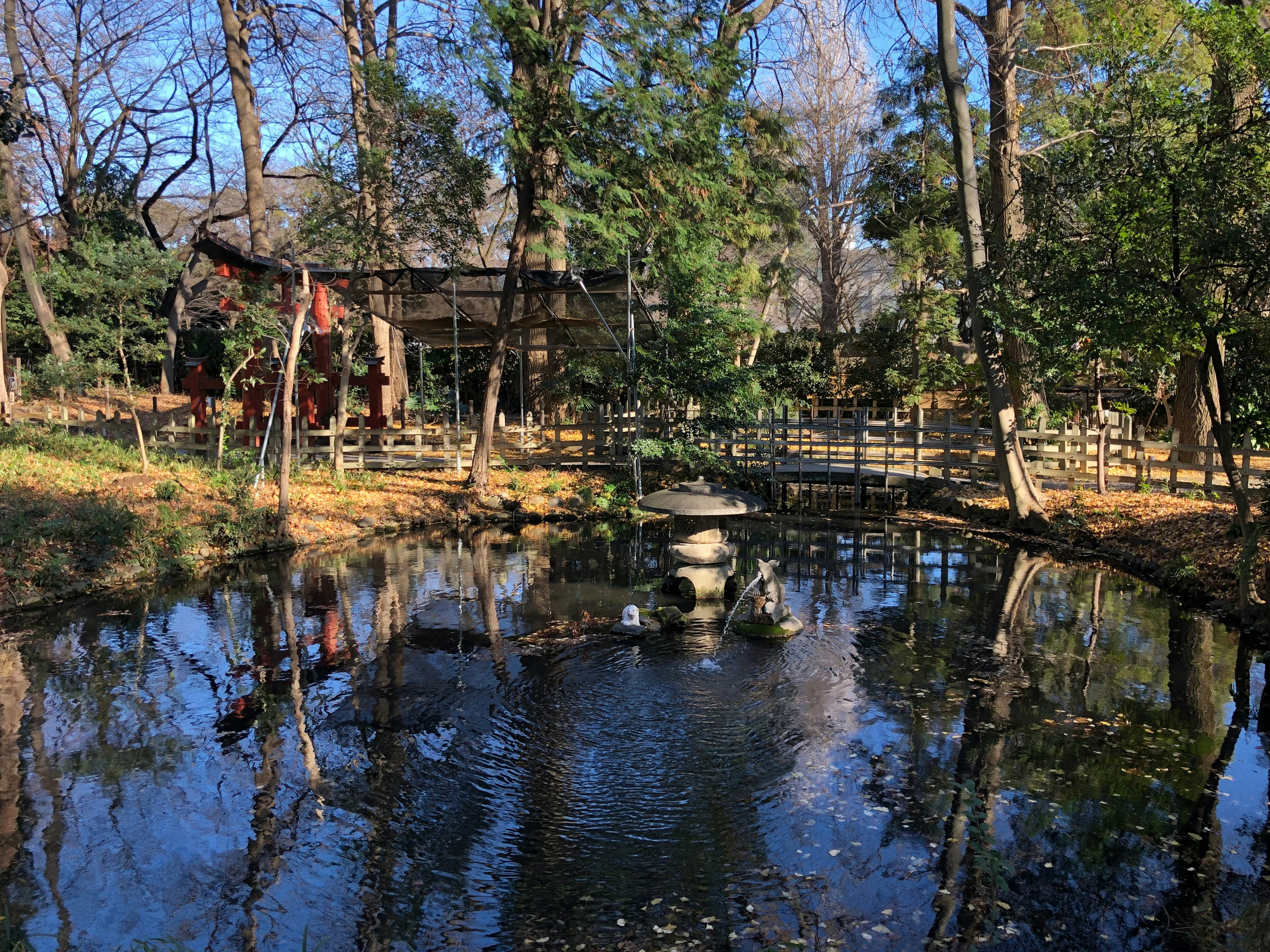 静かな池と周囲の木々が映る自然の風景