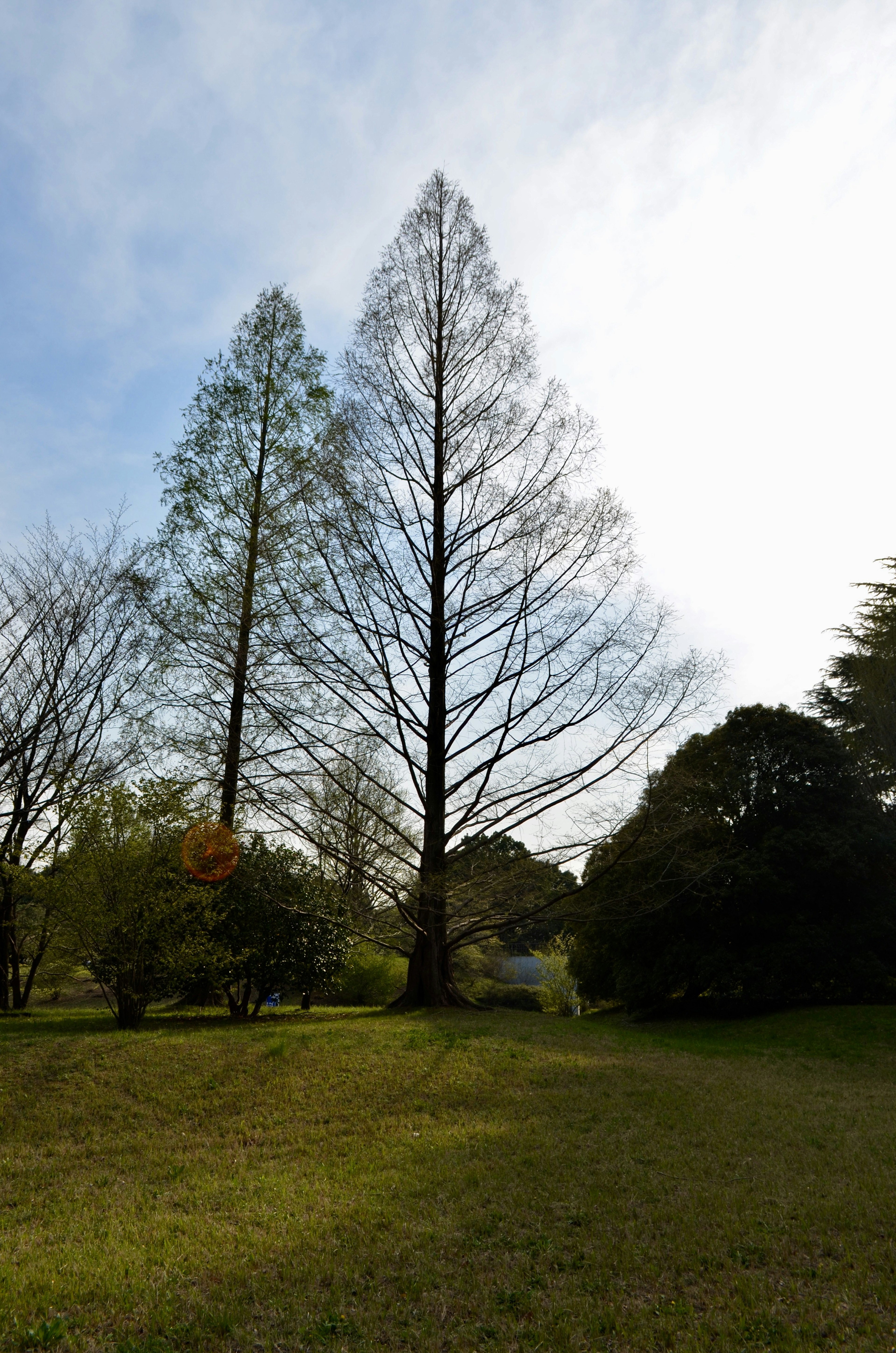 Silhouette of tall trees under a blue sky with green grass