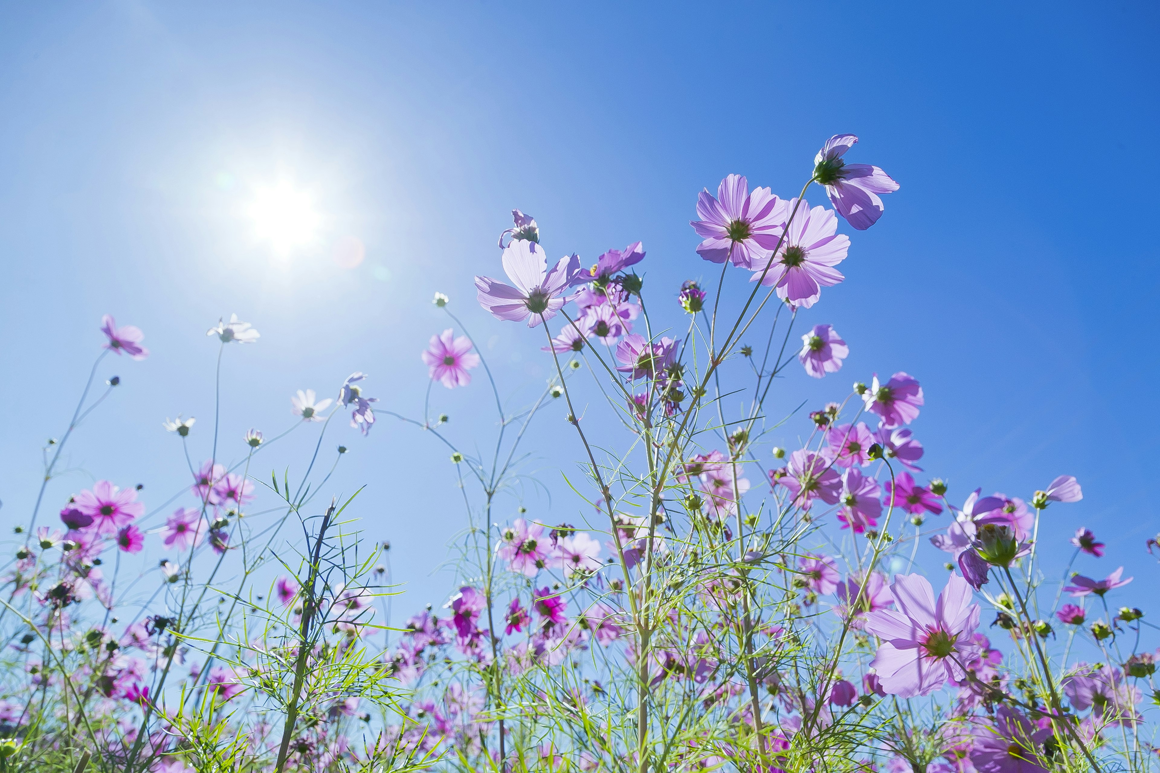 Purple flowers blooming under a clear blue sky with the sun