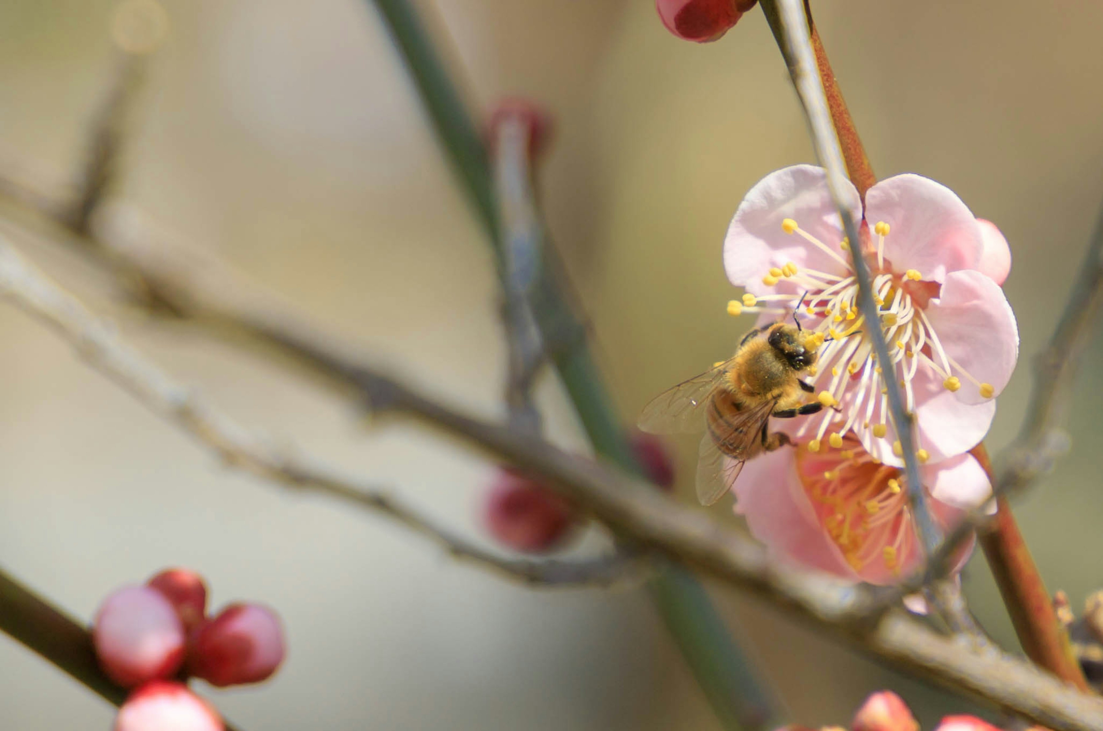 Biene auf einer rosa Pflaumenblüte mit Knospen