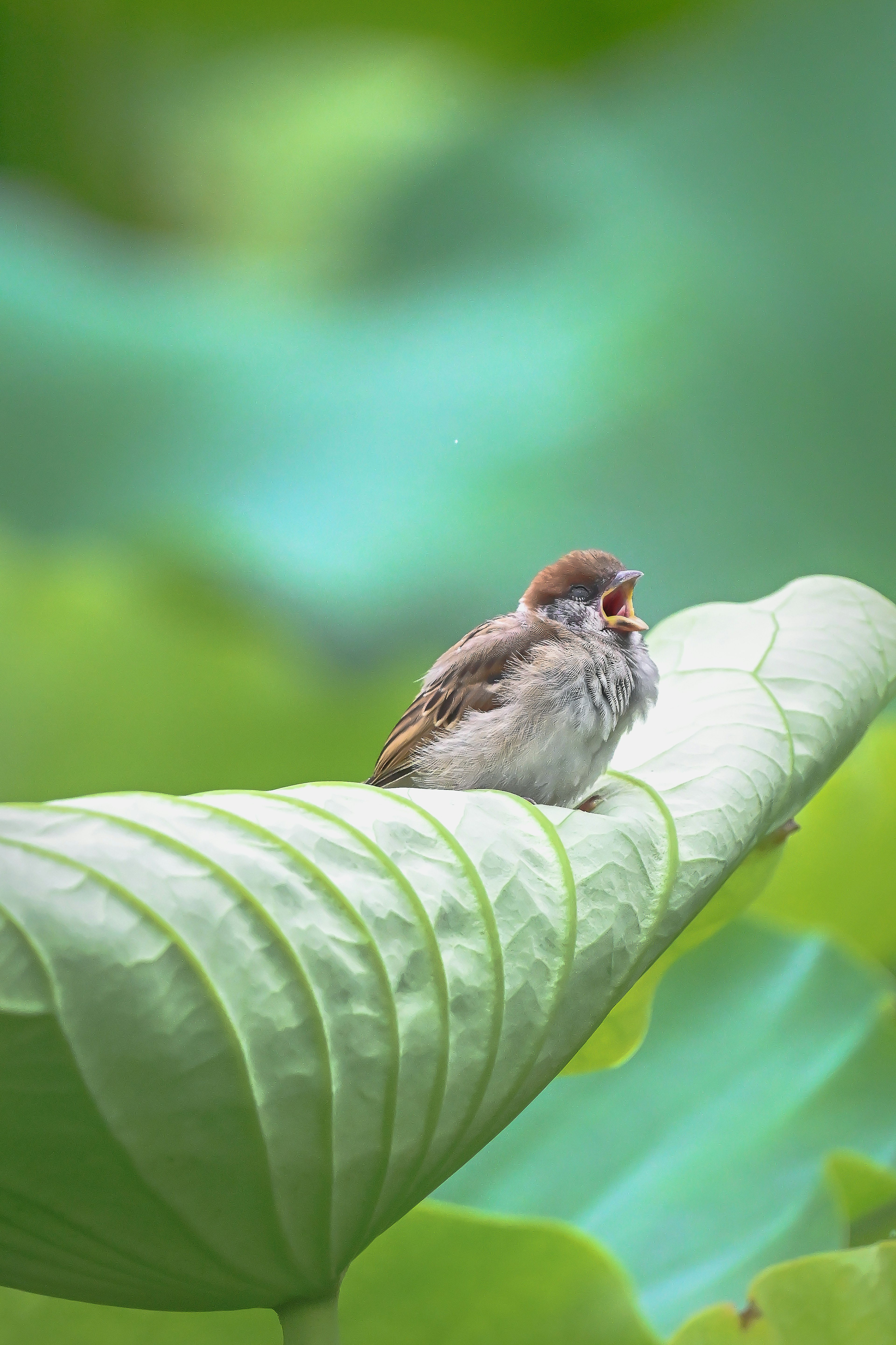 A small bird chick resting on a green leaf