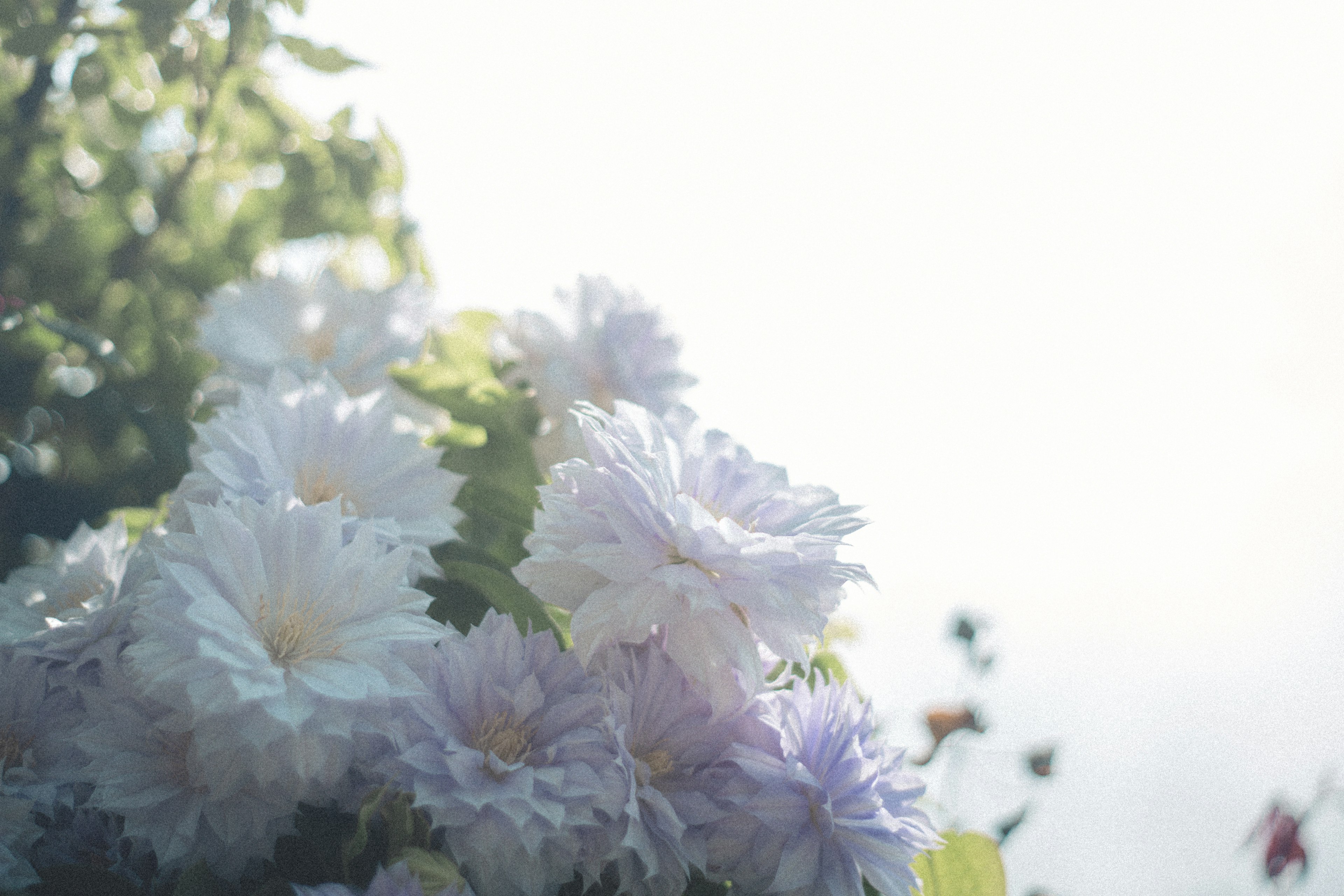 Una vista serena di fiori in fiore in colori pastello delicati