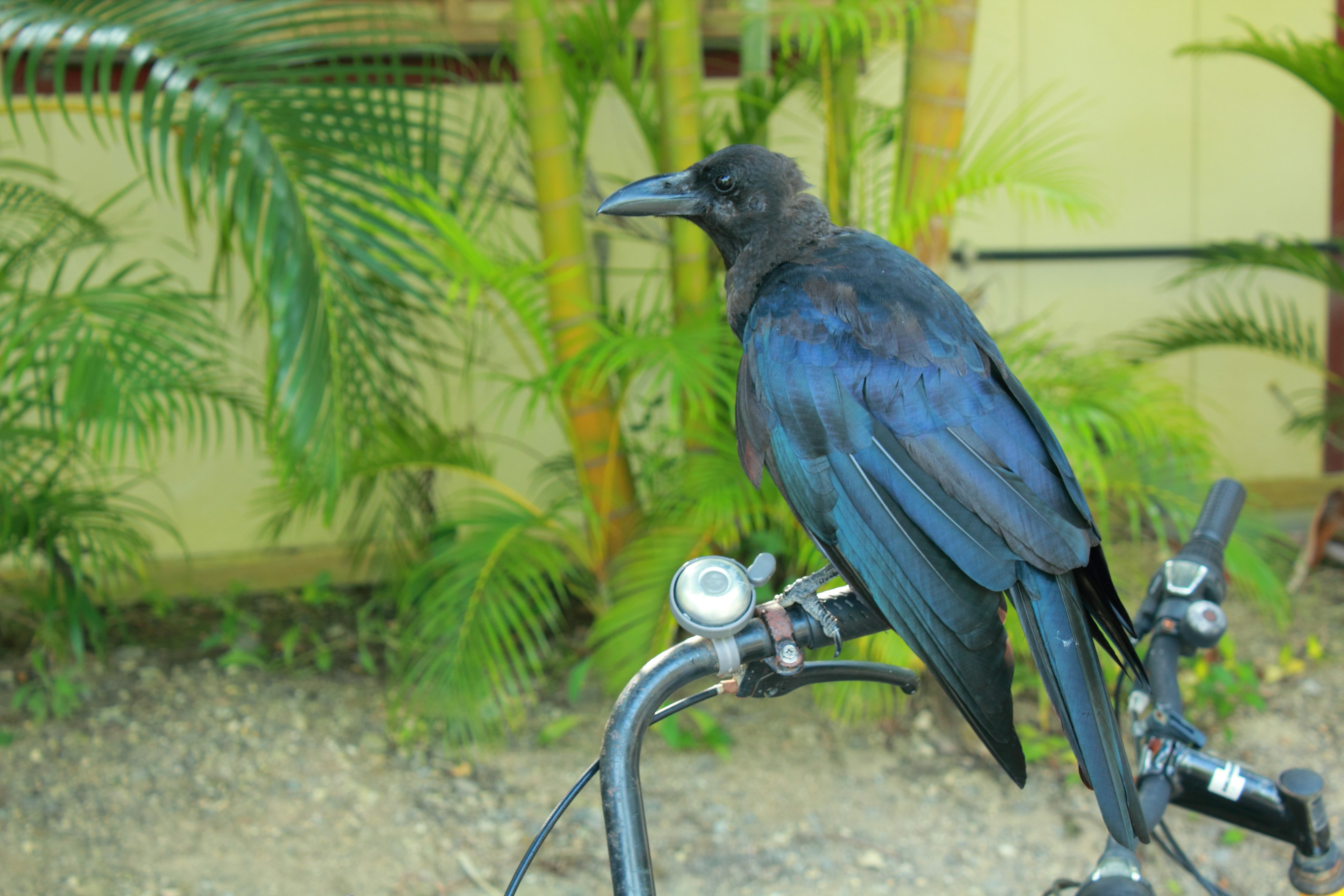 黒いカラスが自転車のハンドルに止まっている背景には緑の植物がある