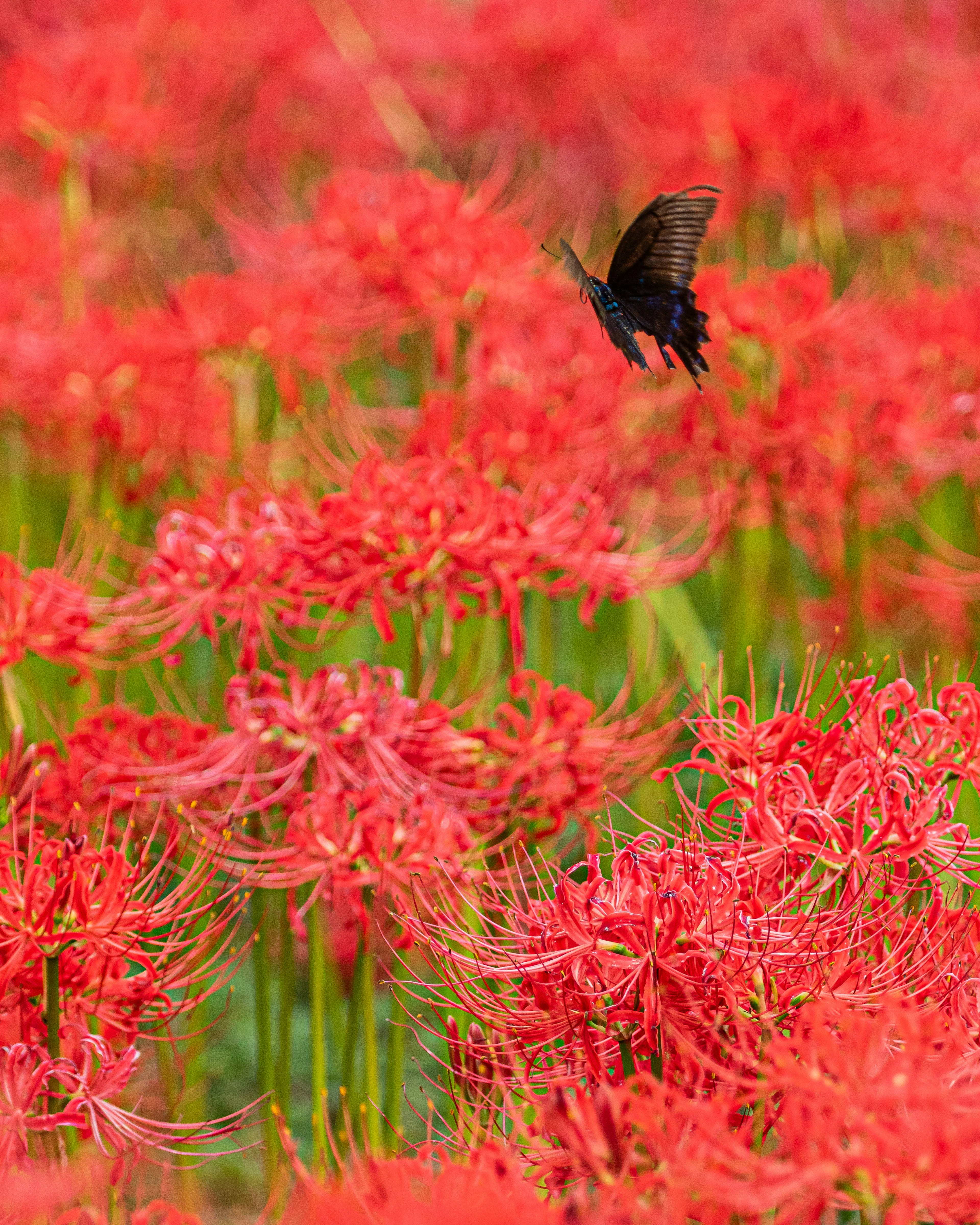 A black butterfly flying over vibrant red spider lilies