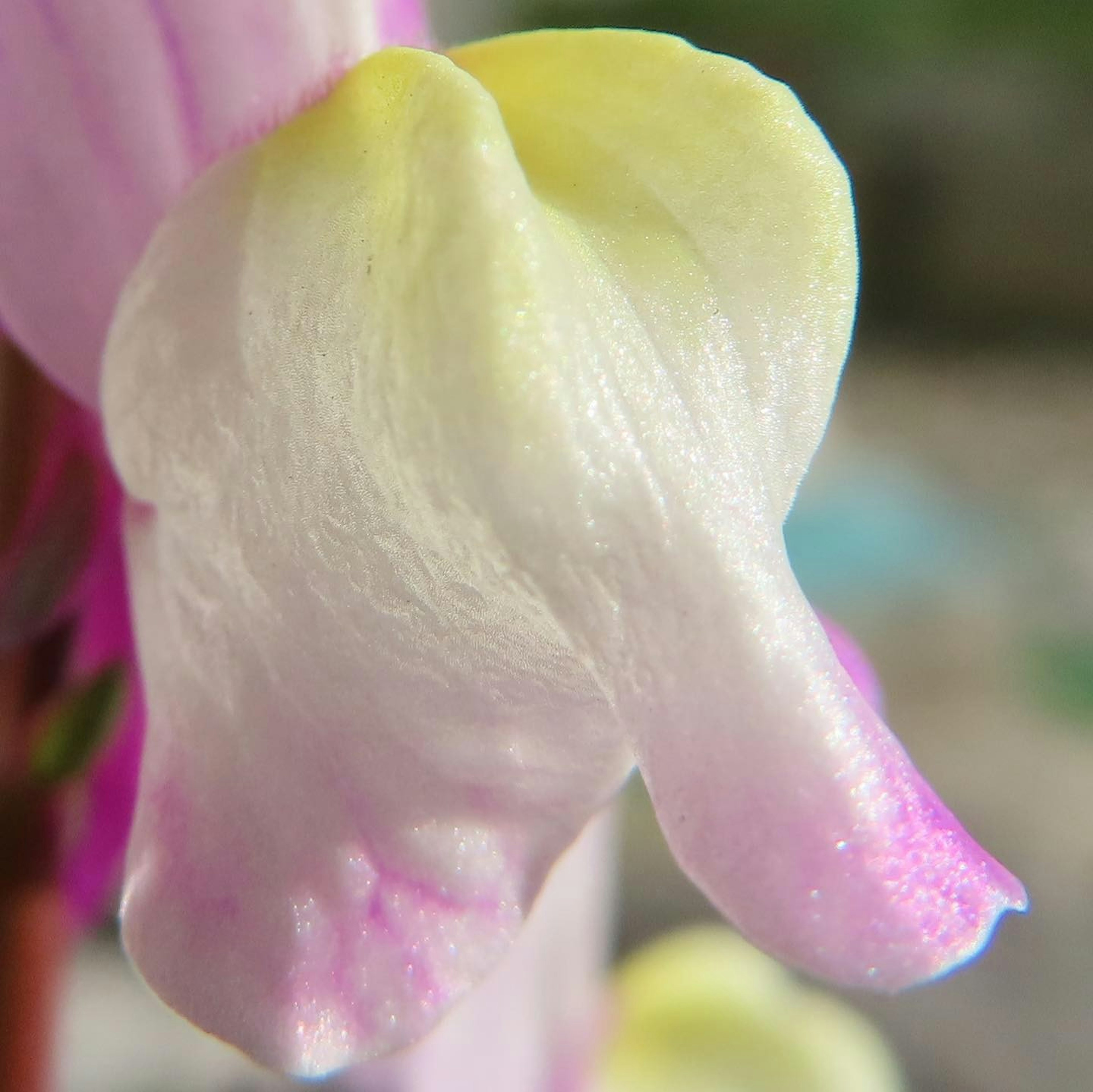 Close-up image of a white and light pink flower petal