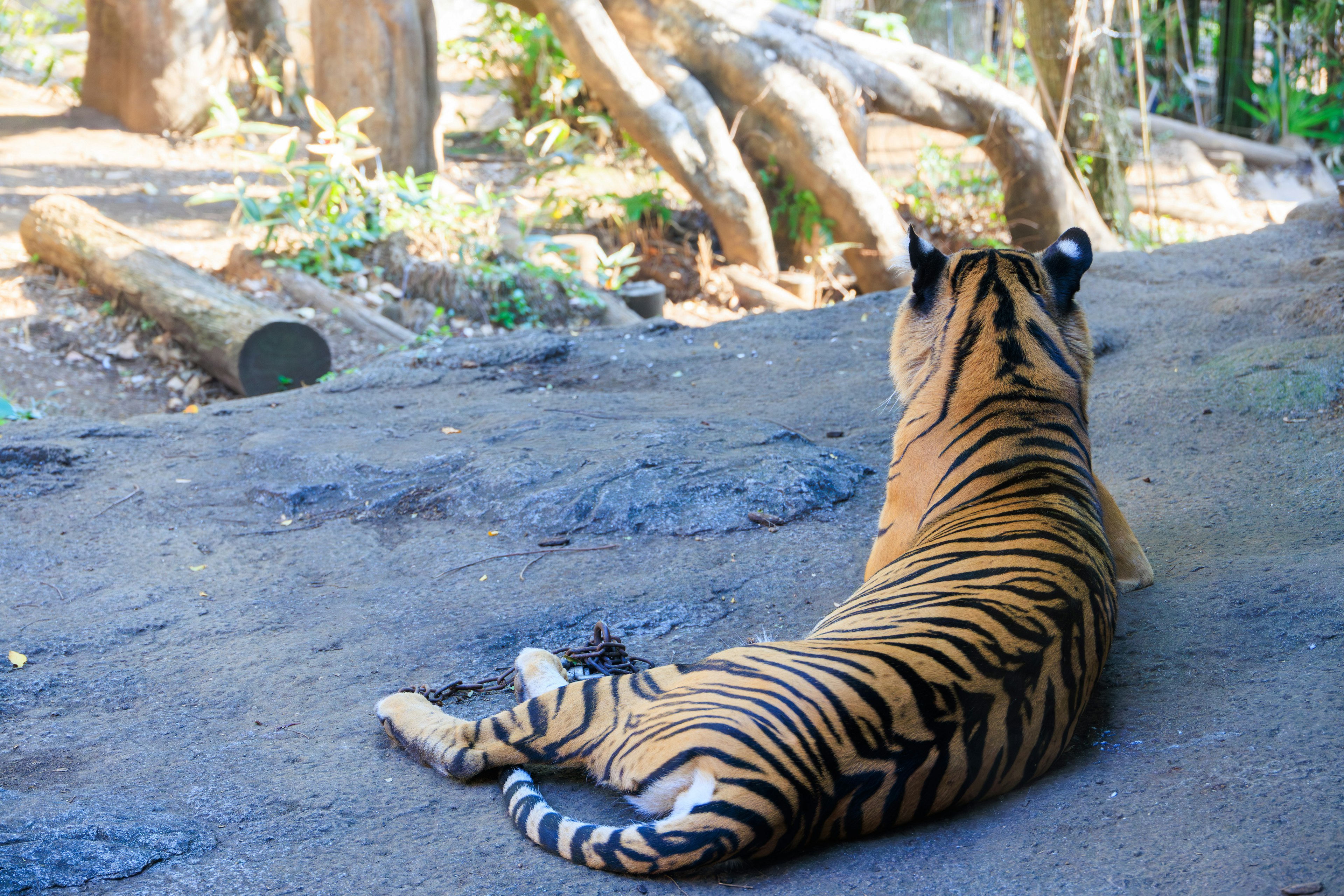 Seekor harimau berbaring mengamati sekitarnya di habitat alami