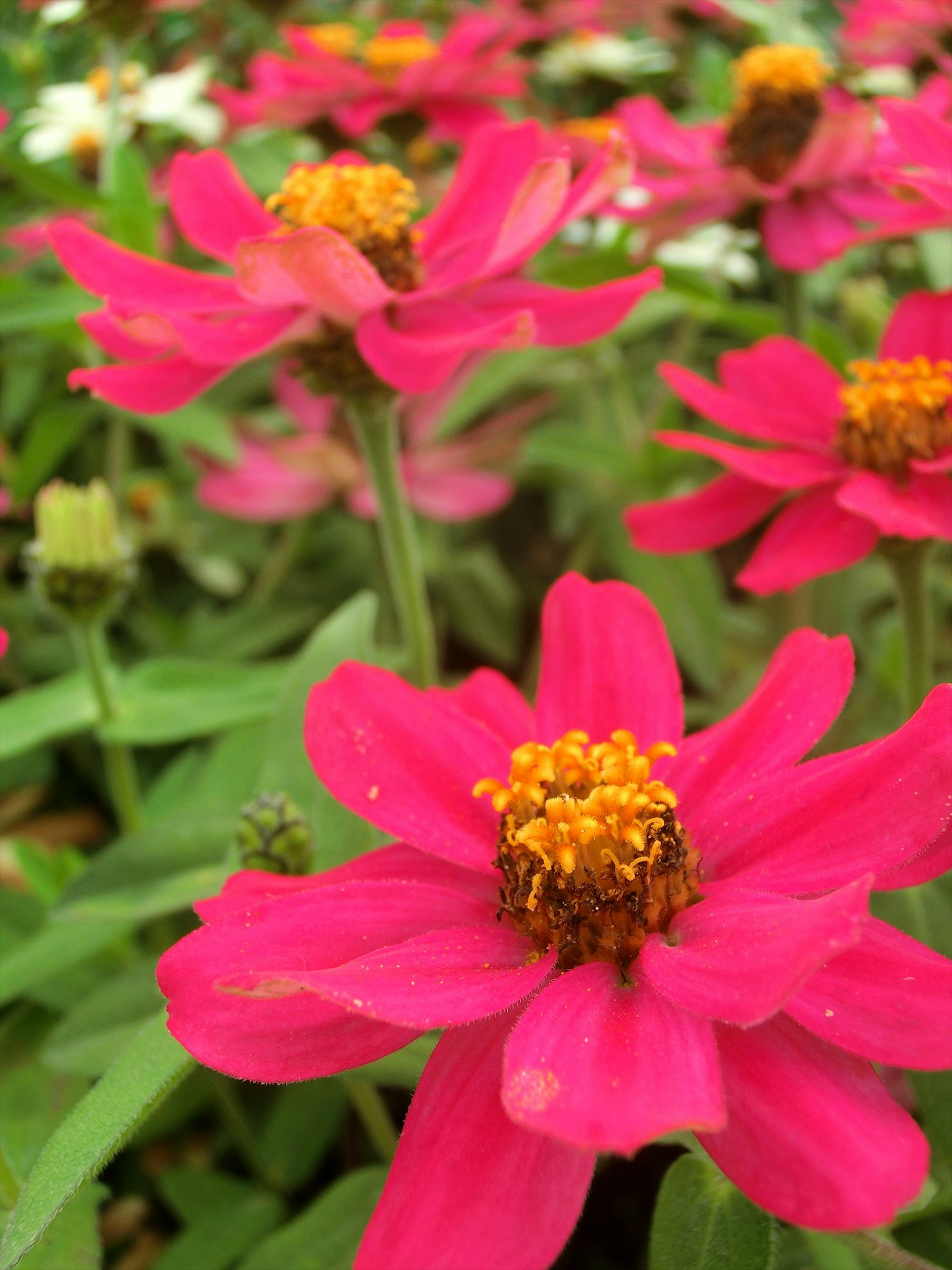 Bunga pink cerah mekar di taman