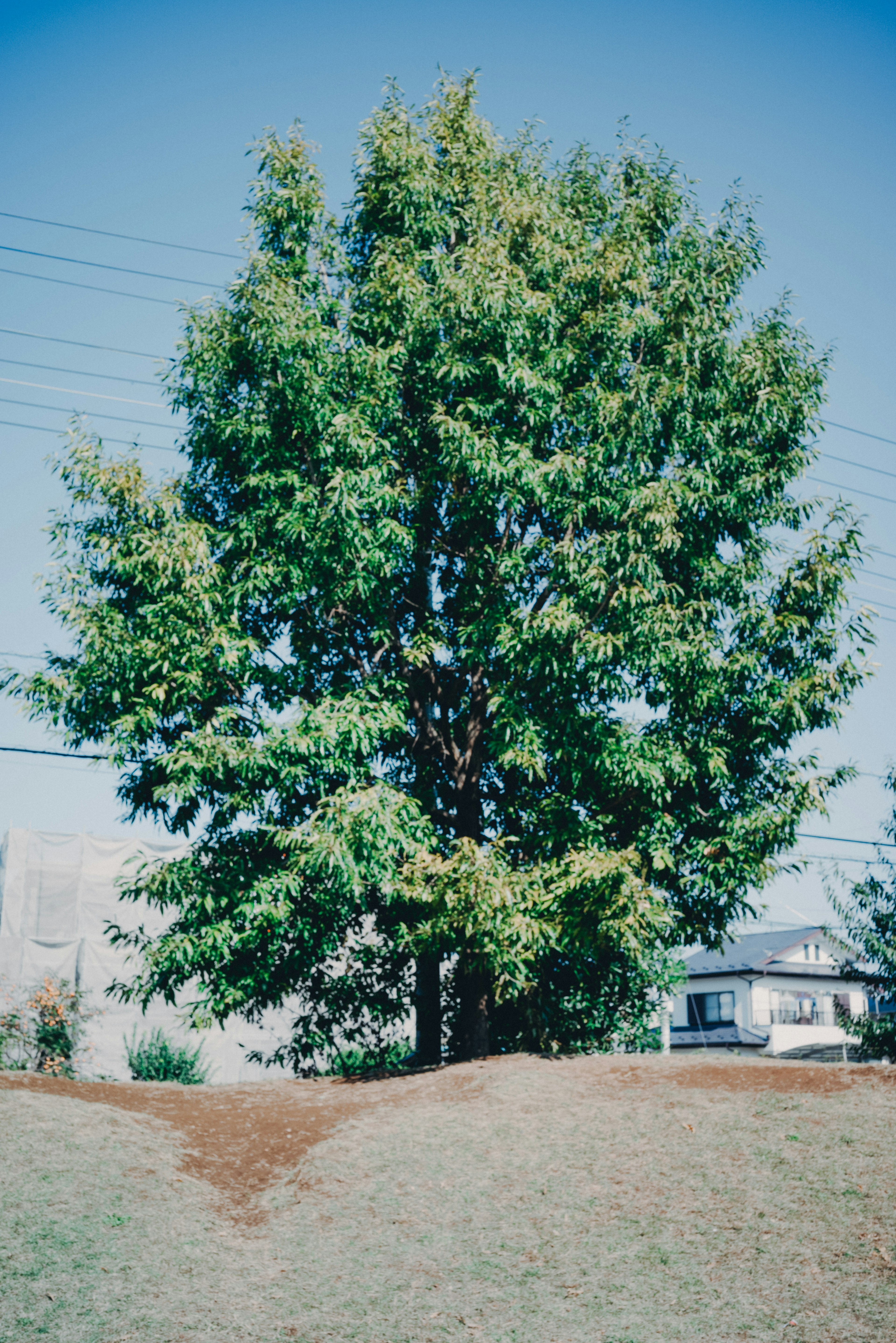 Grand arbre vert avec une butte herbeuse environnante