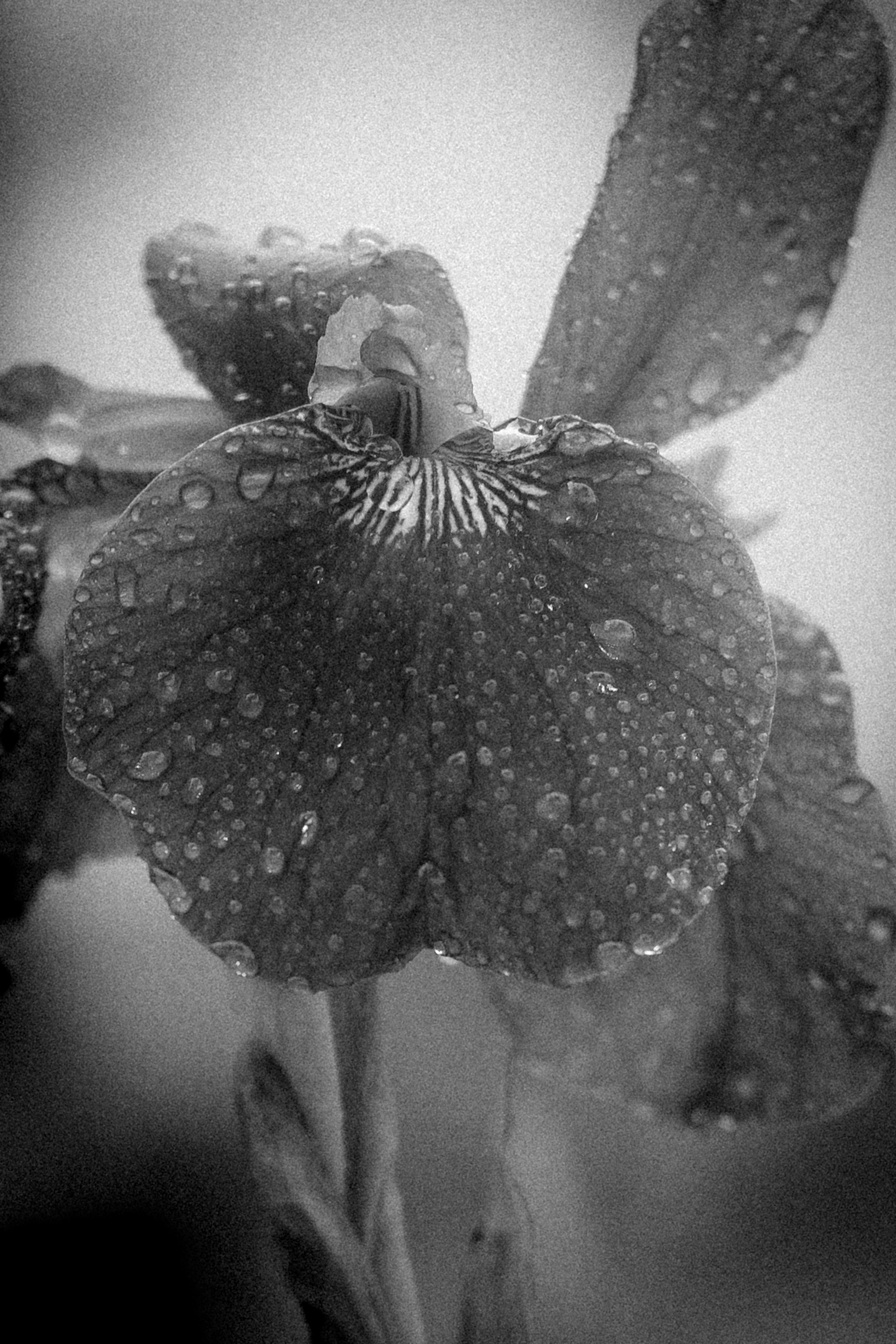 Gros plan d'une fleur avec des gouttes sur ses pétales en noir et blanc