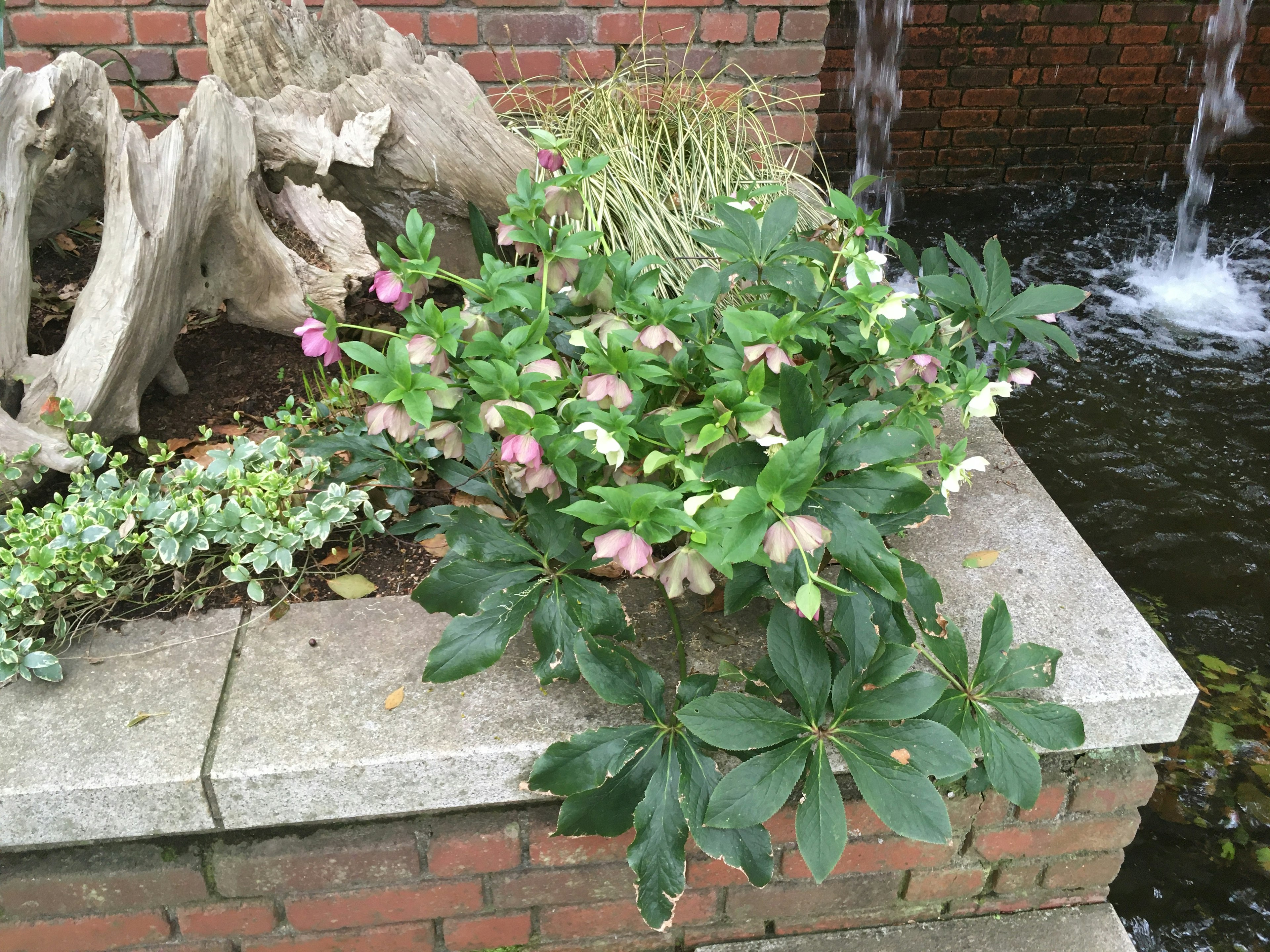 Una pianta con fiori rosa e foglie verdi vicino all'acqua