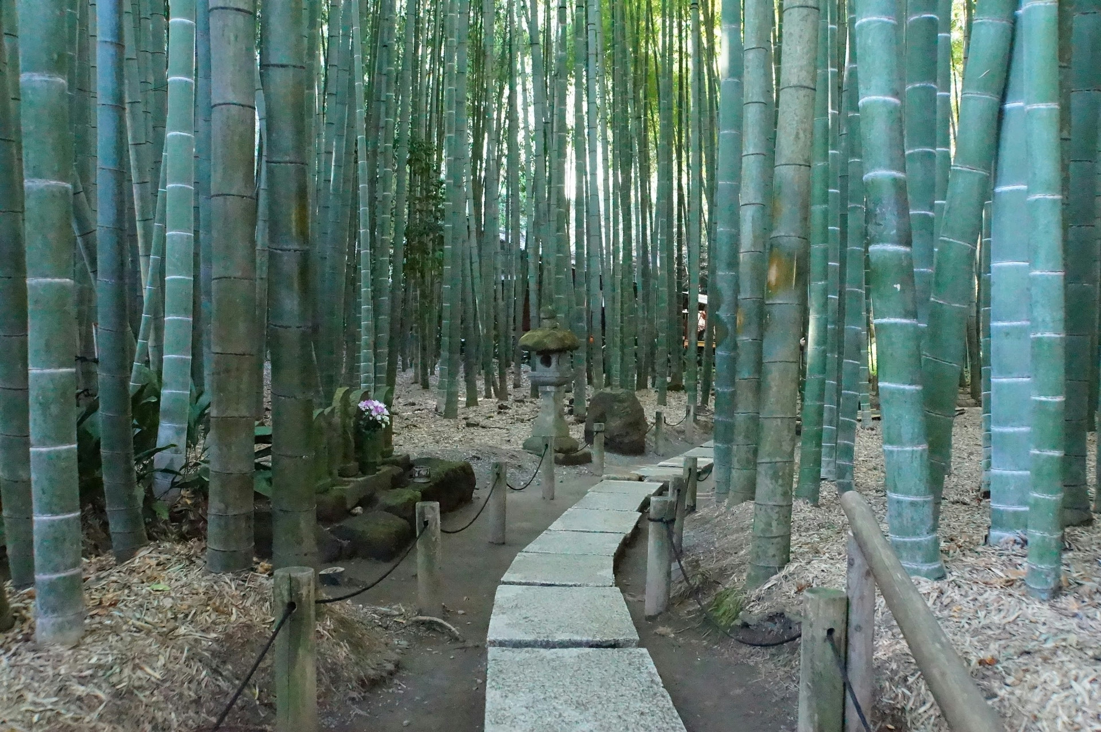 Pathway winding through a lush bamboo forest