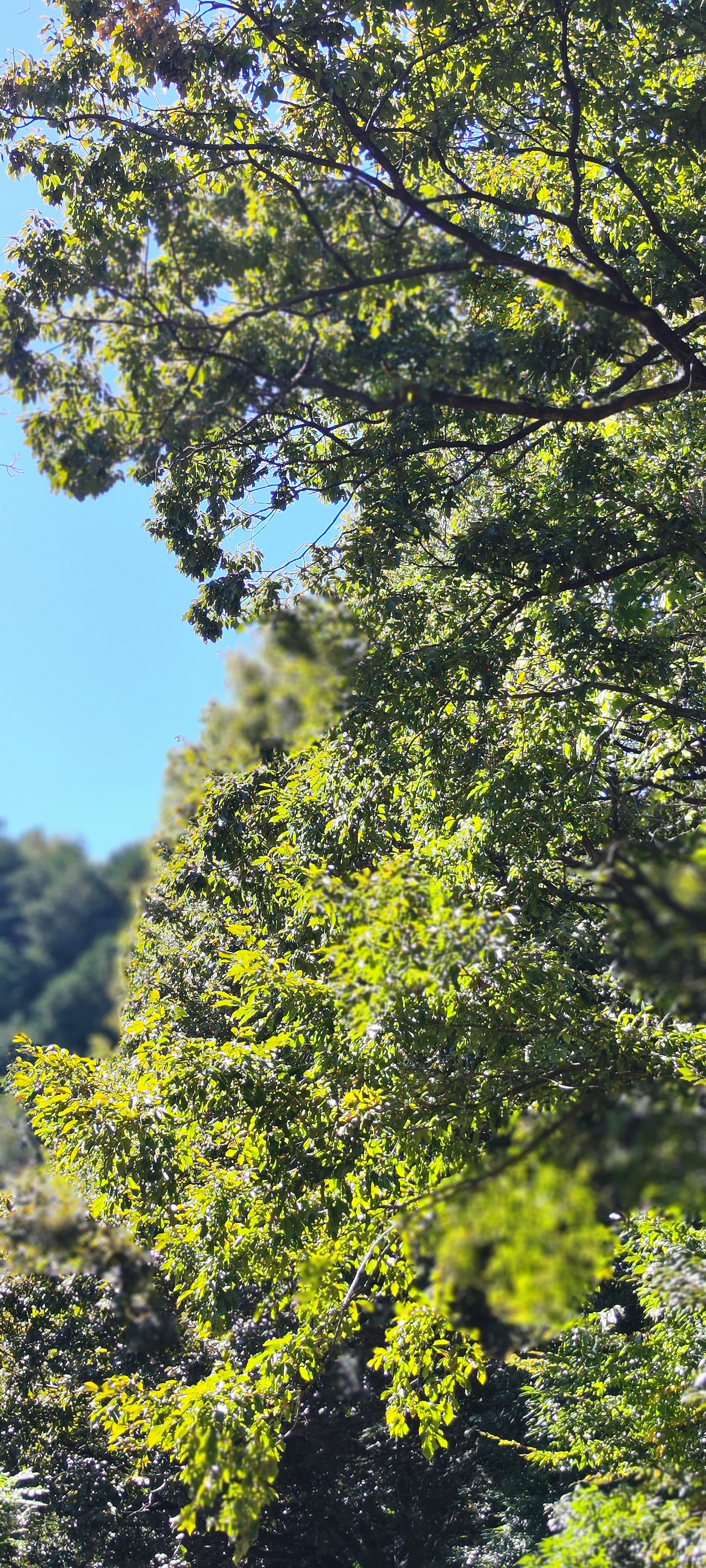 Landscape of green trees under a blue sky