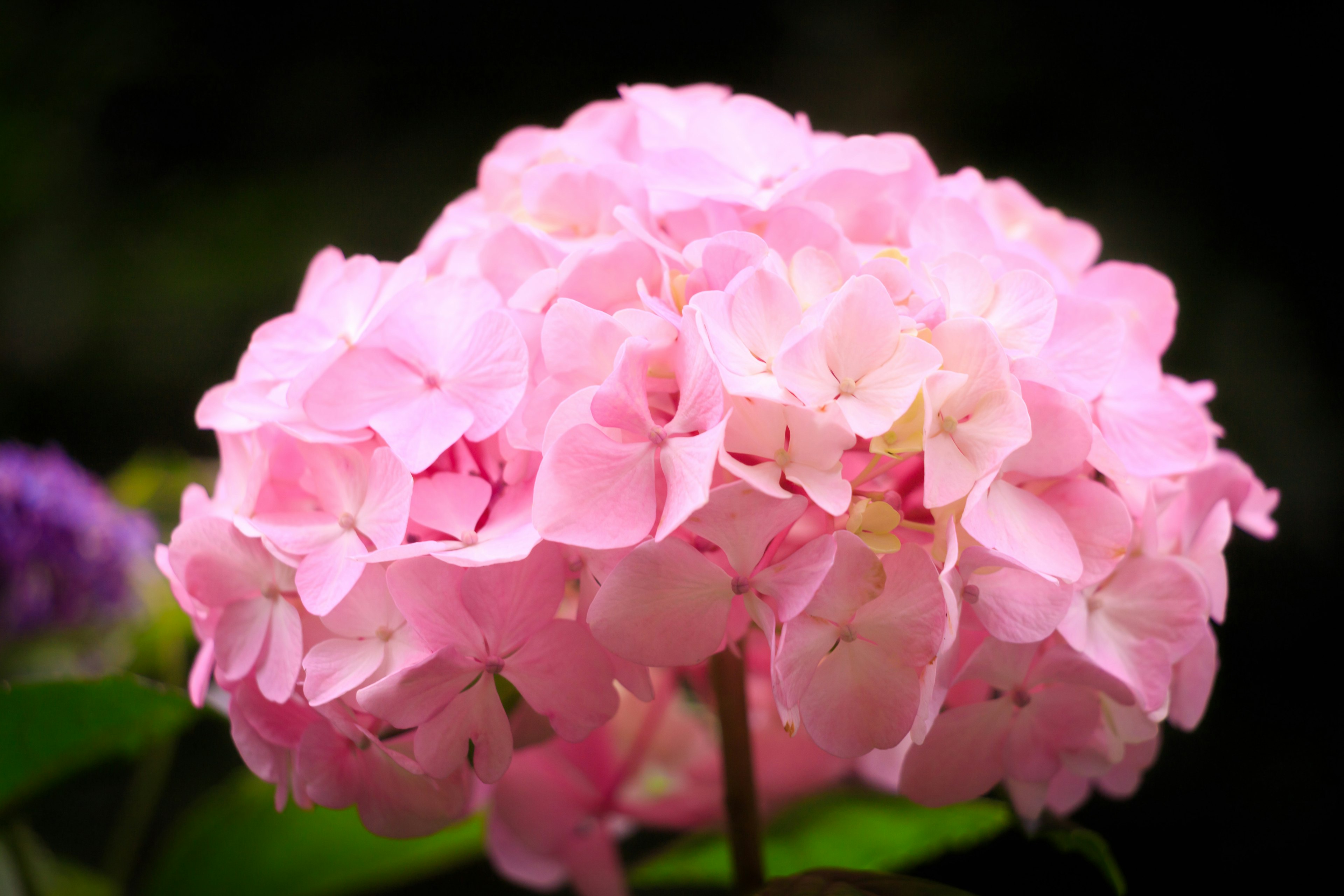 Primo piano di un fiore di ortensia rosa pallido