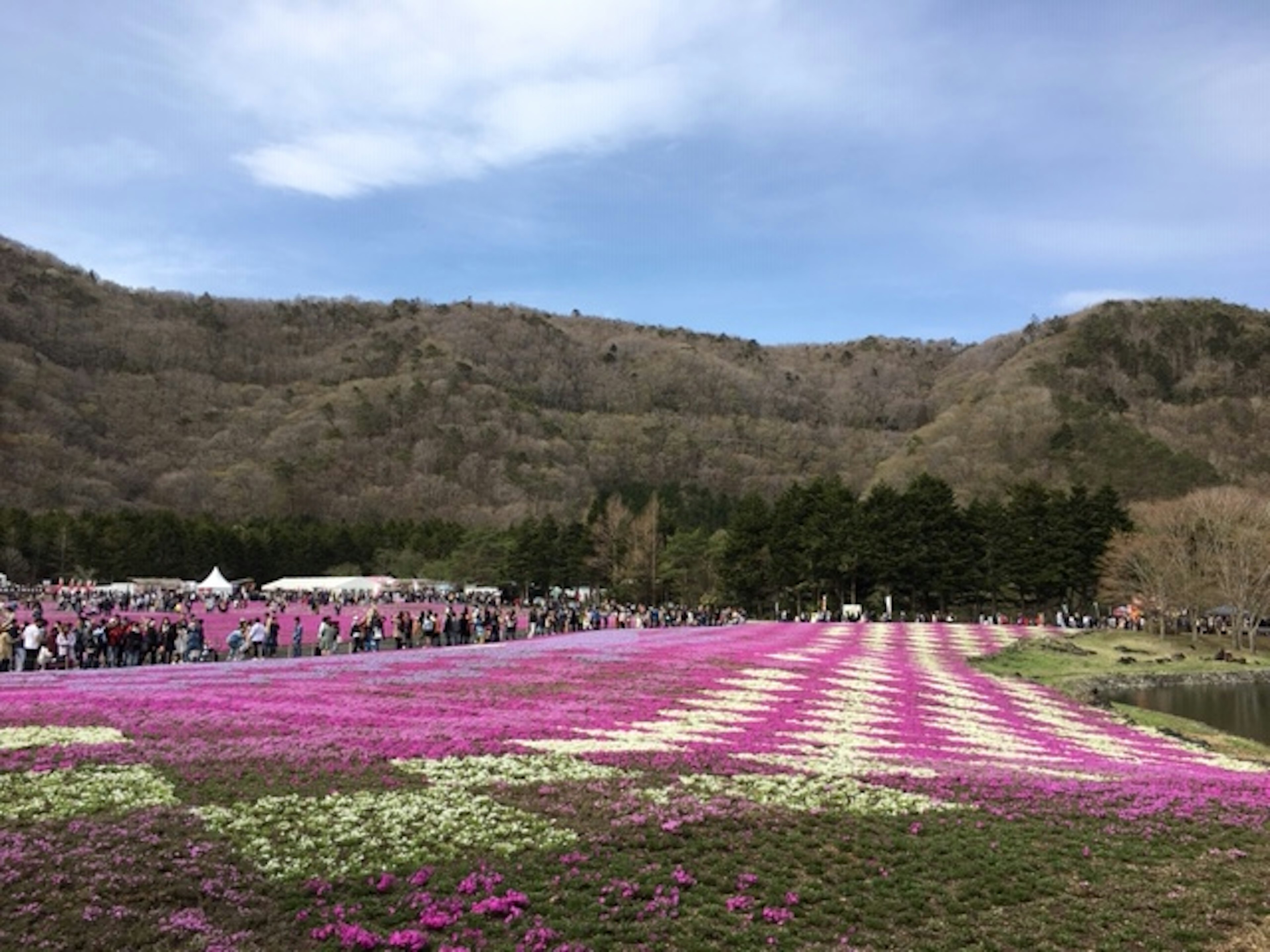 广阔的粉色花朵盛开的田野，背景是山脉