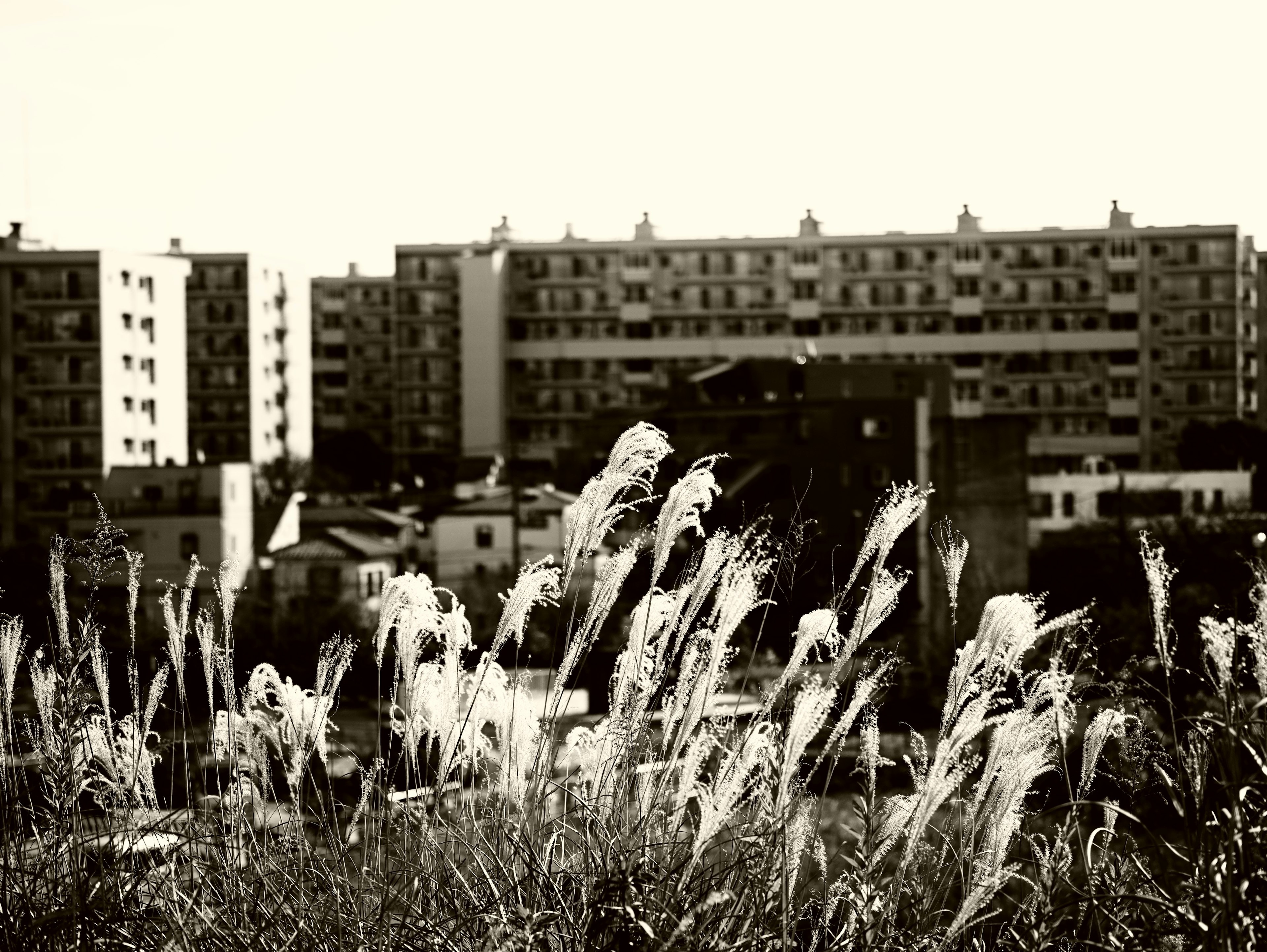 Black and white photo featuring modern apartment buildings in the background with tall grass in the foreground