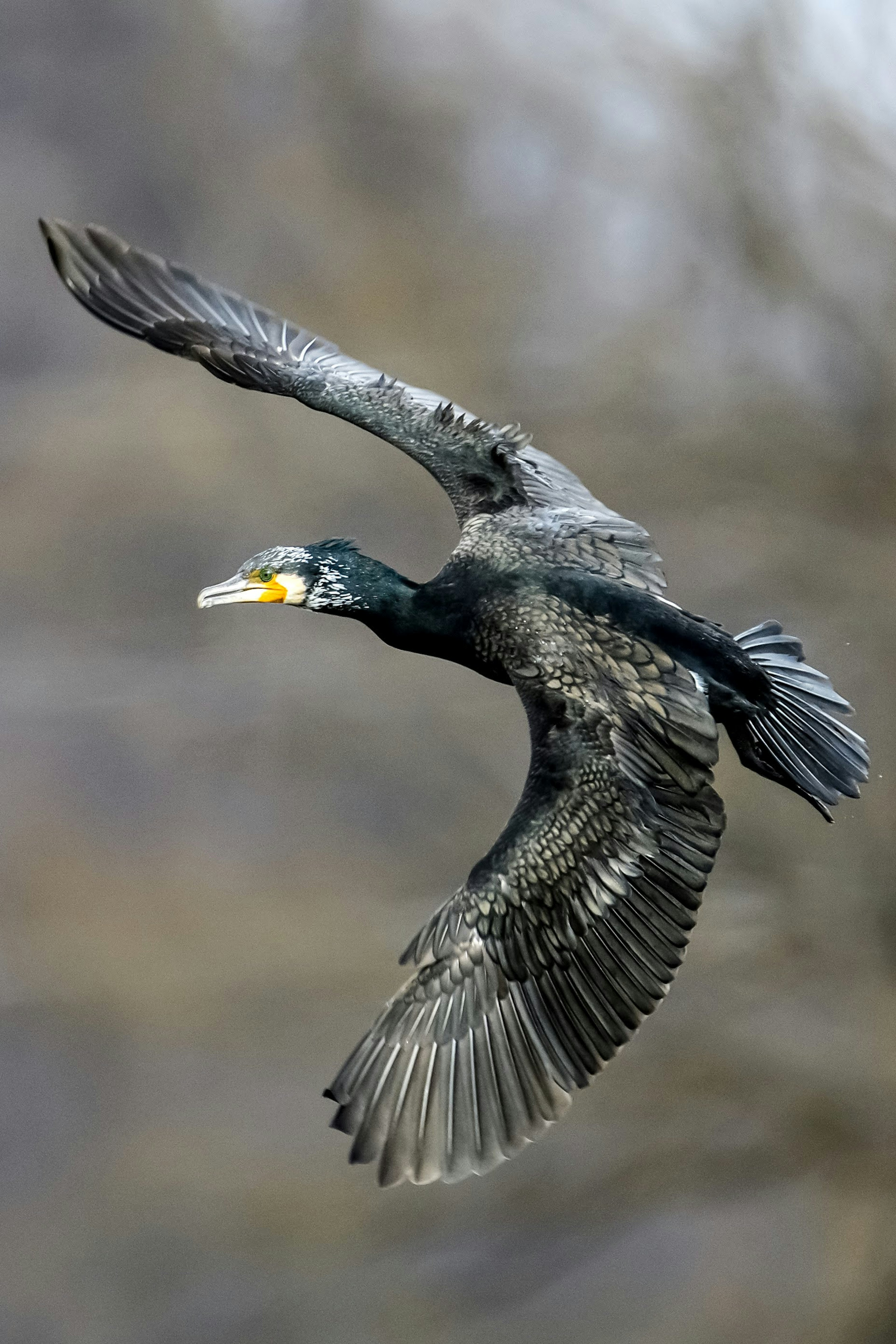 空を飛ぶ黒いカワウの写真