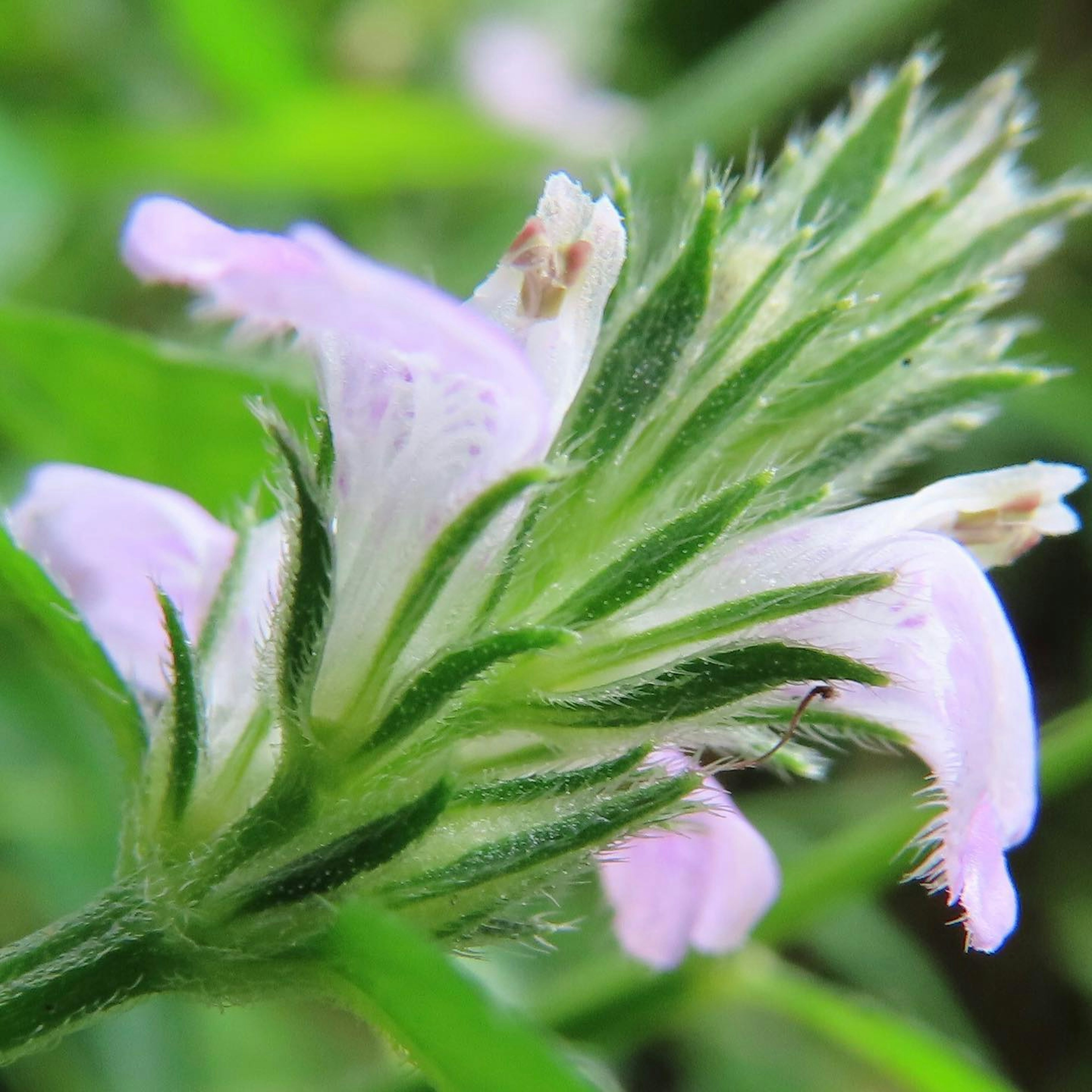 Primo piano di una pianta con petali viola chiaro circondata da foglie verdi