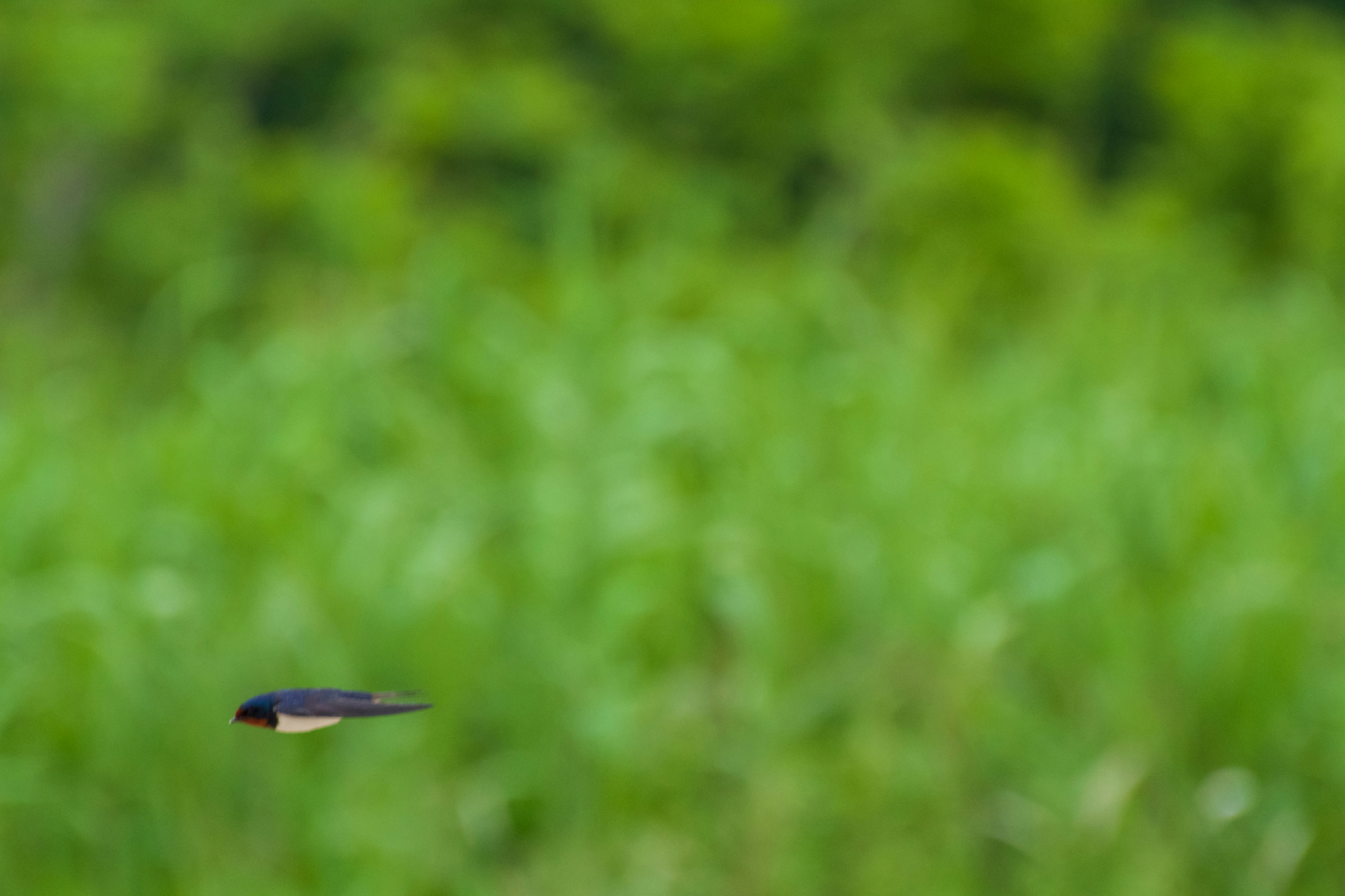 A black and white bird flying against a green background