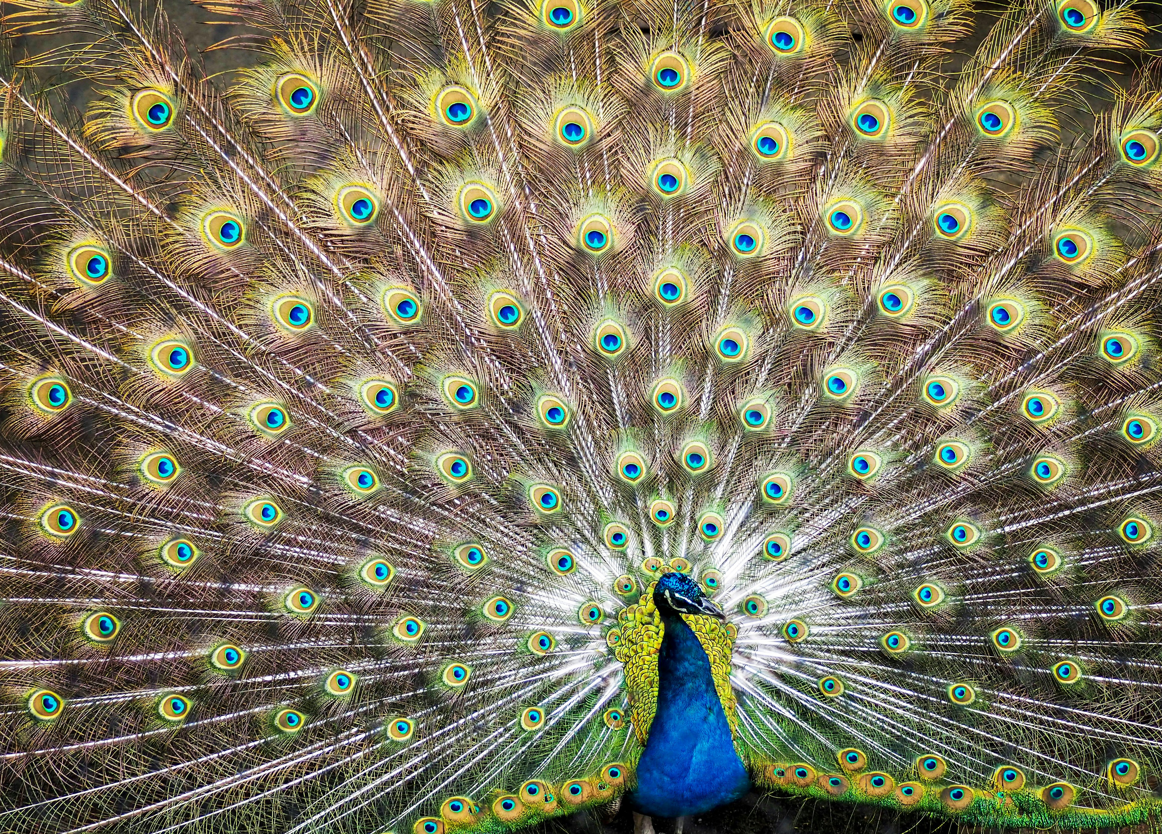 Un hermoso pavo real mostrando sus plumas vibrantes