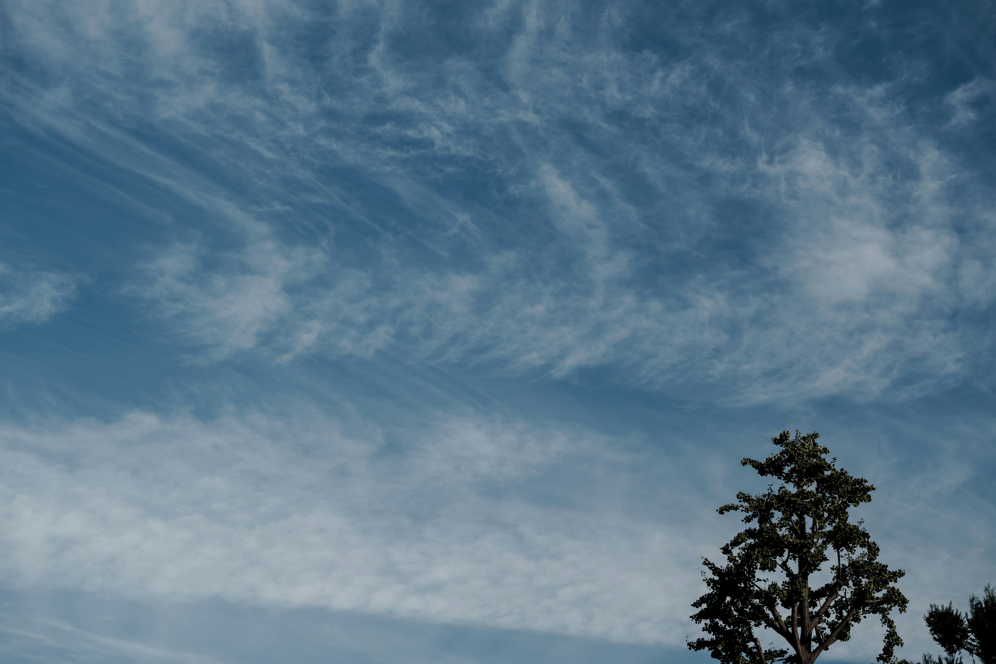 Ciel bleu avec des nuages blancs épars et silhouette d'un arbre