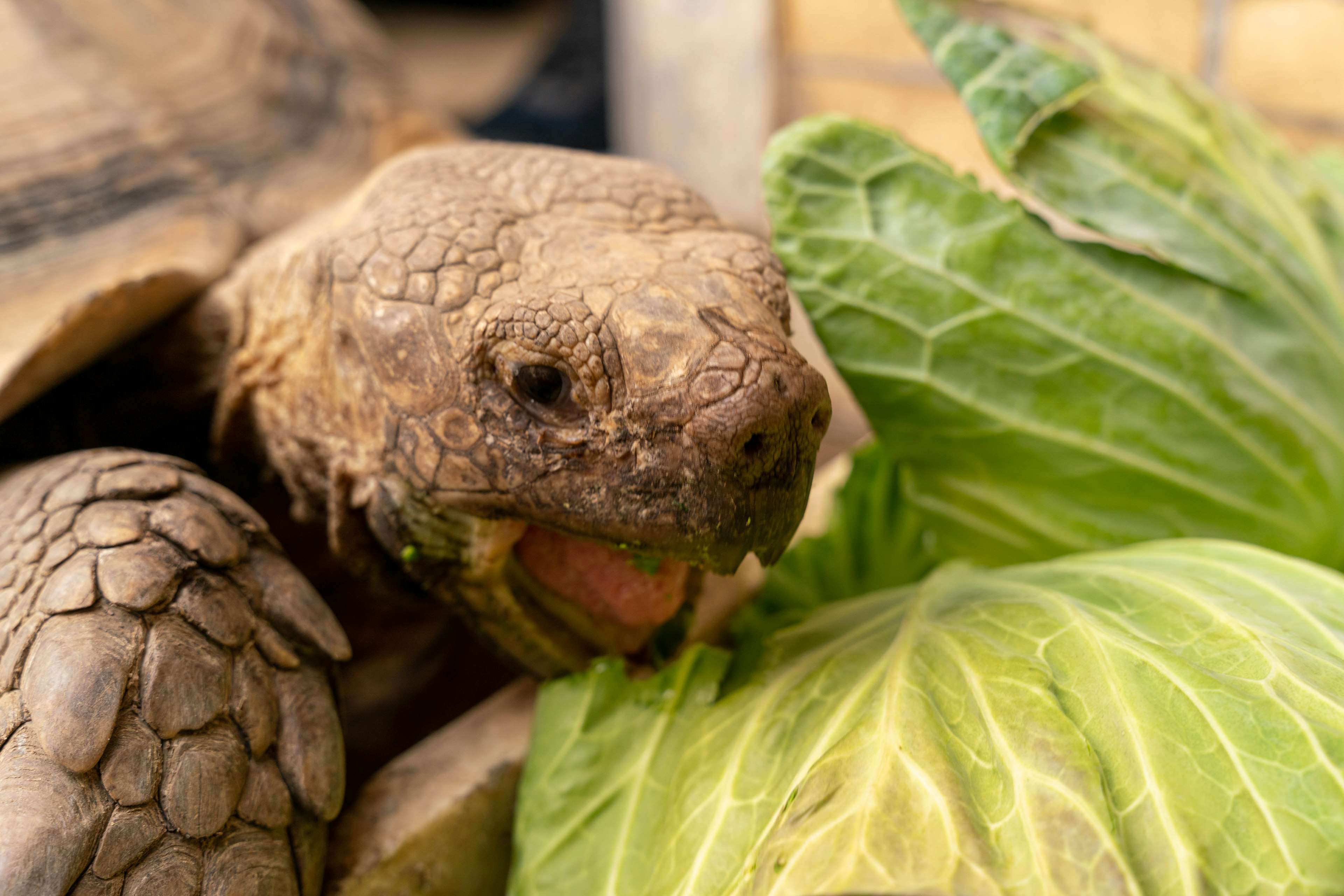 Gros plan d'une tortue mangeant du chou